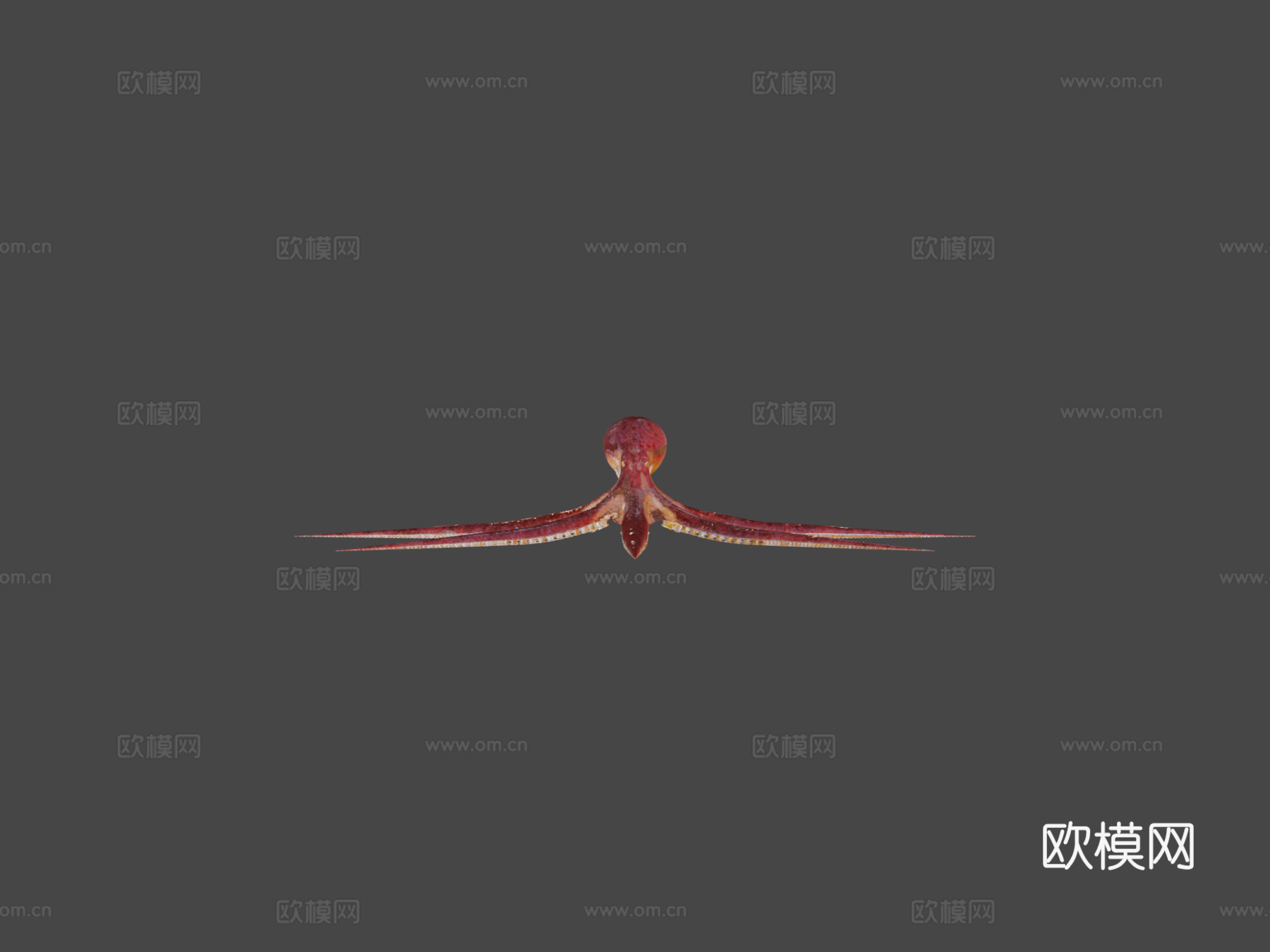 太平洋章鱼动画3d模型