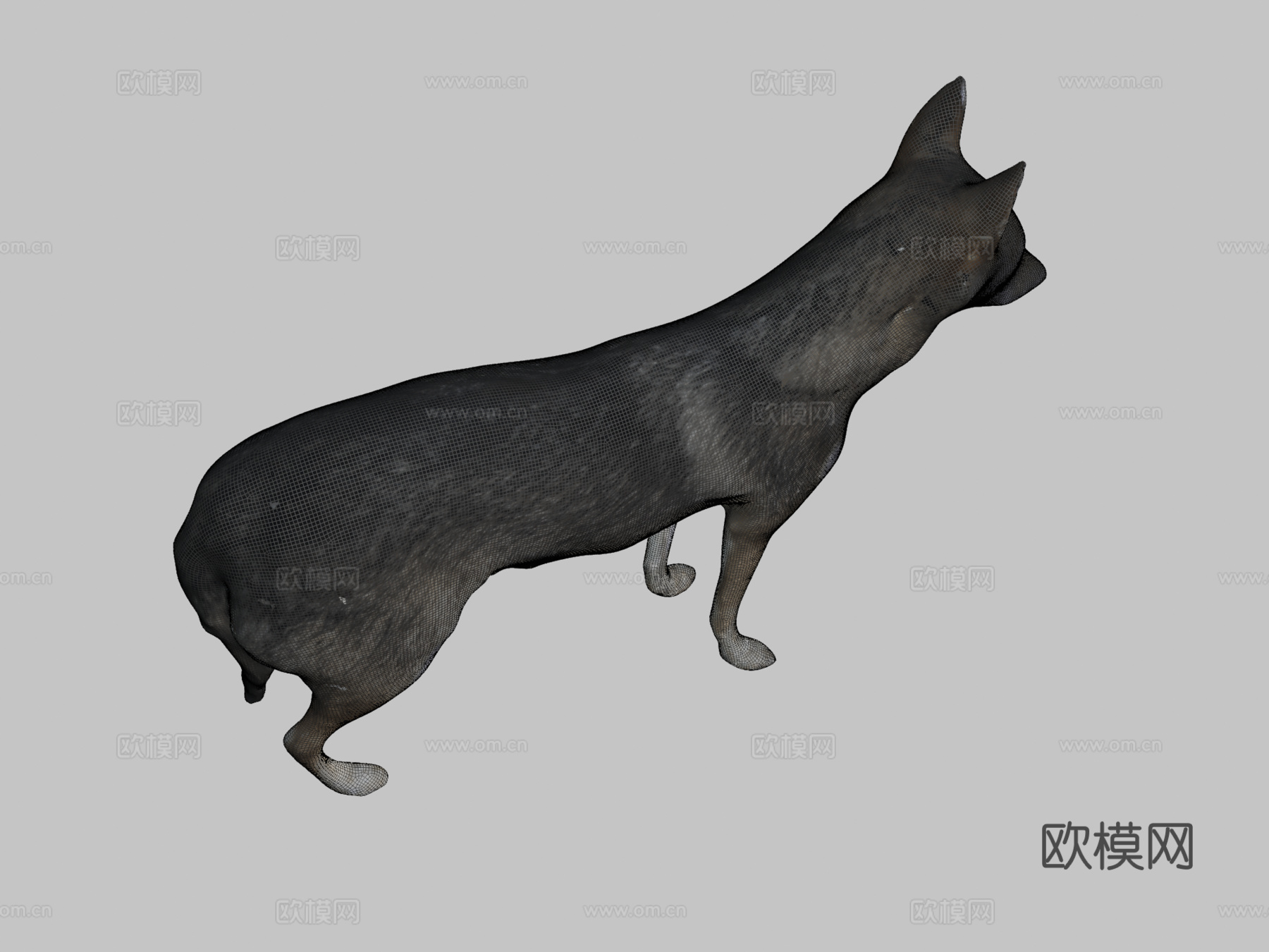 狼与豺杂交种-狼豺混血3d模型