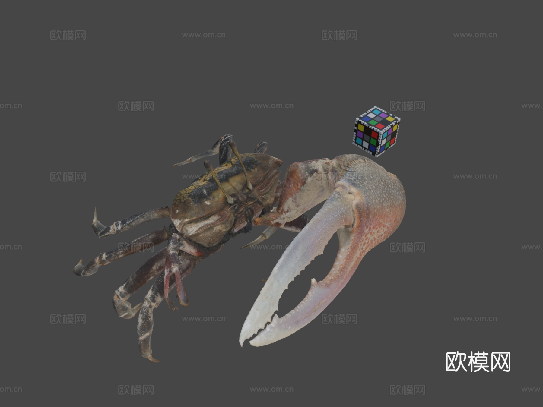 CC0弧边招潮蟹♂弧边招潮蟹3d模型