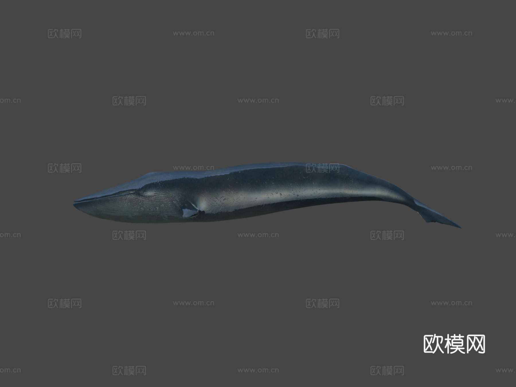 蓝鲸su模型下载（渲染图6）