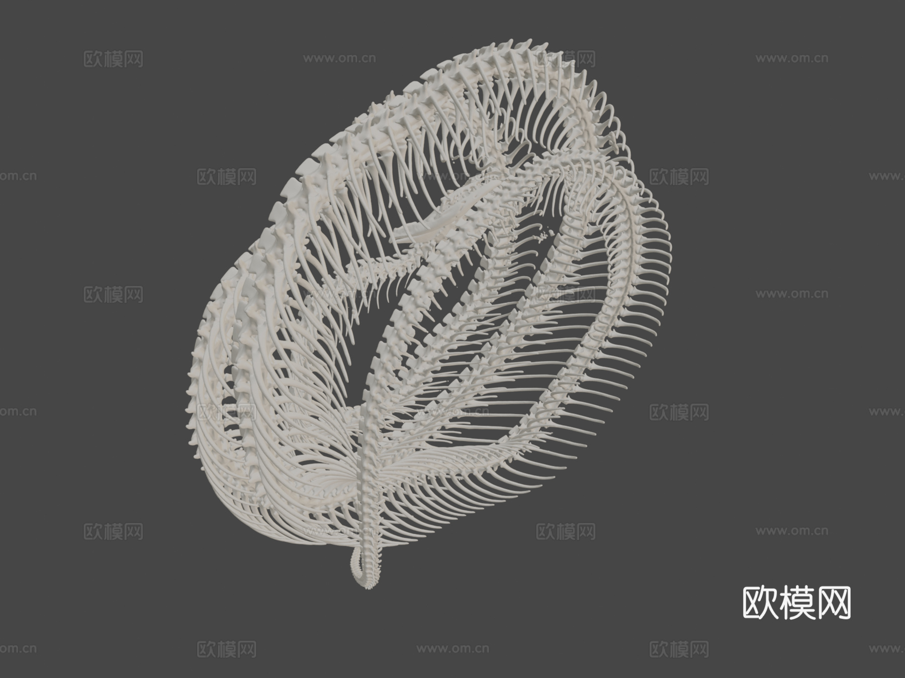 玉米蛇骨架3d模型