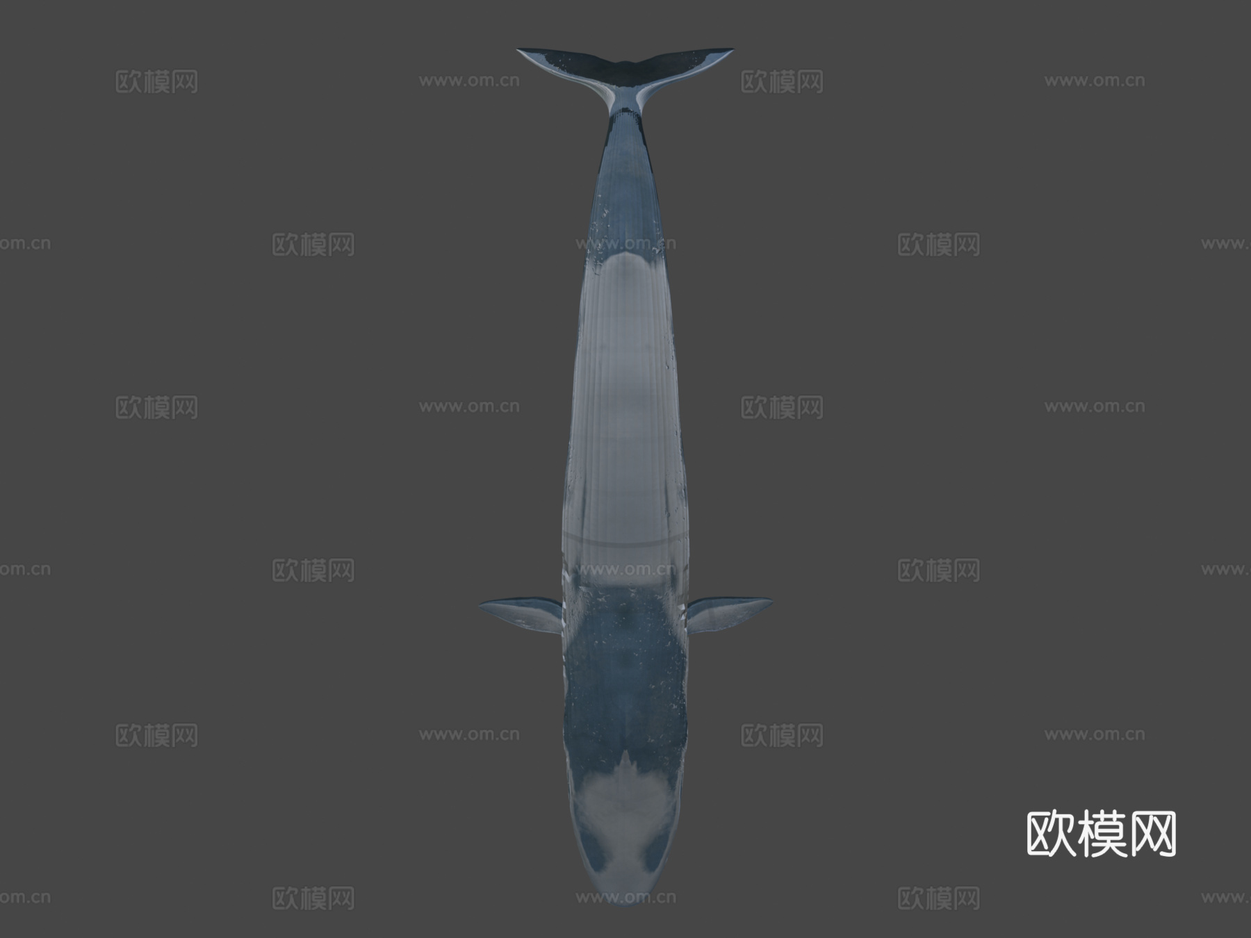 蓝鲸su模型下载（渲染图8）