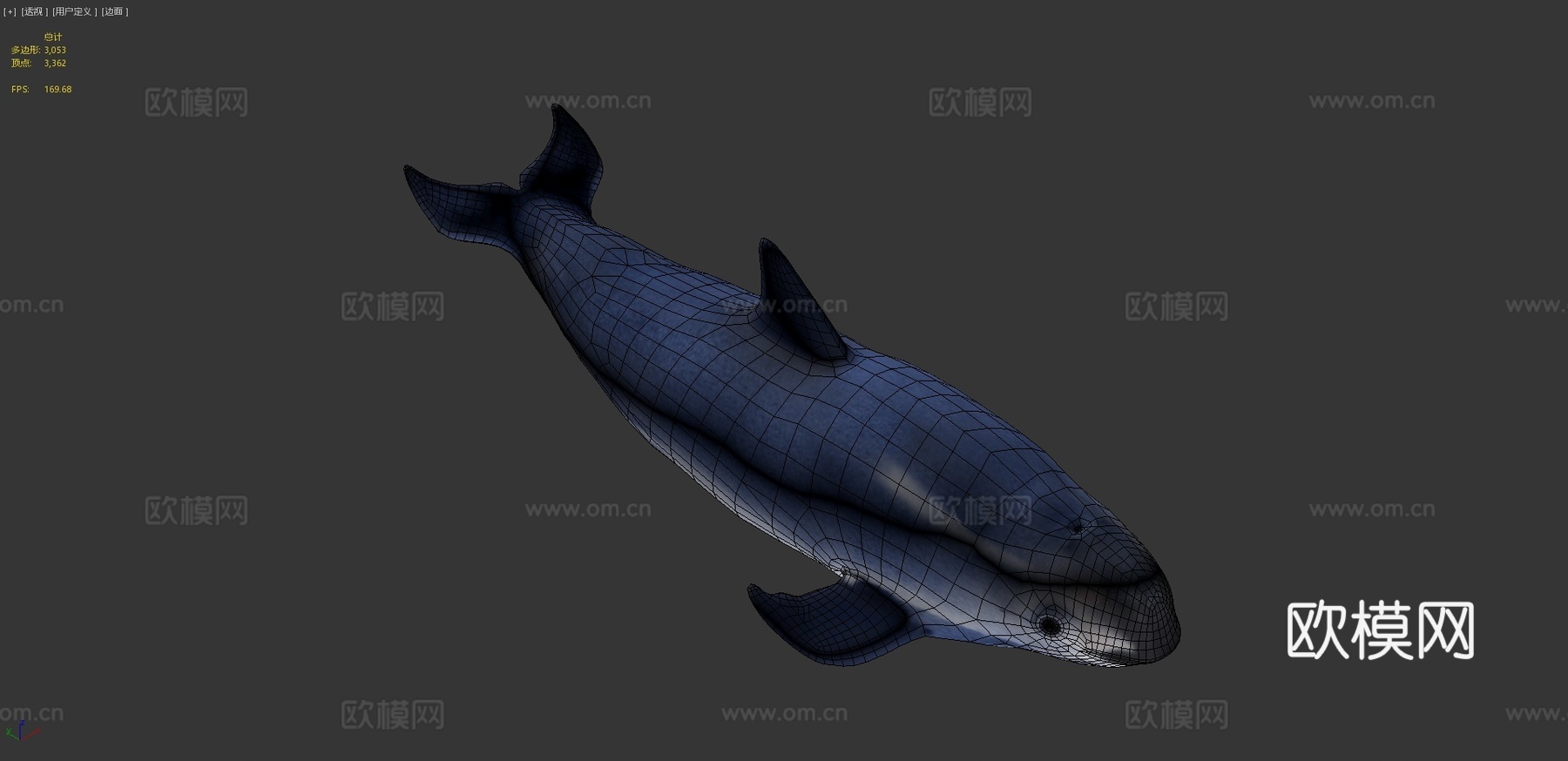 小头鼠海豚3d模型