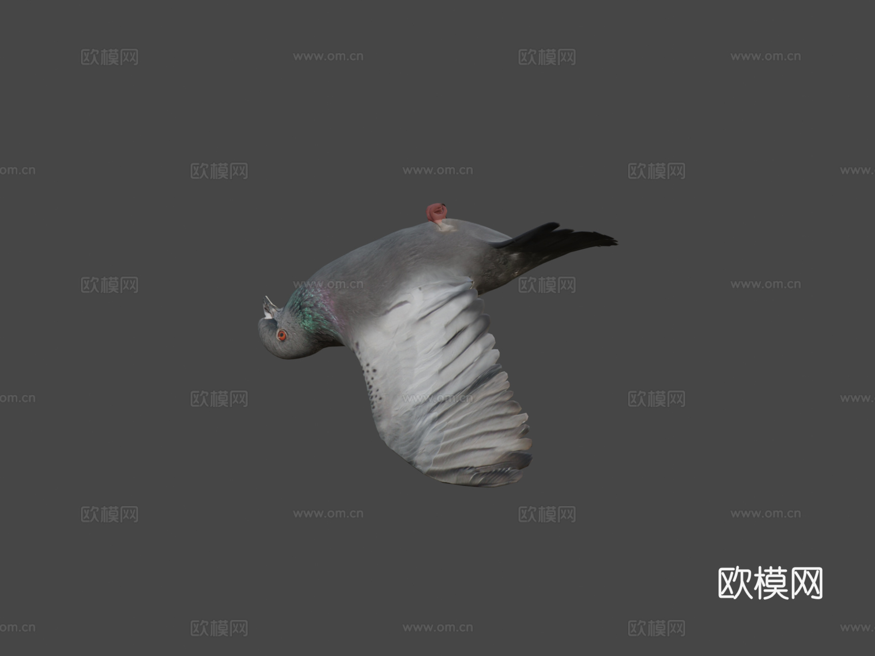 鸽子3d模型