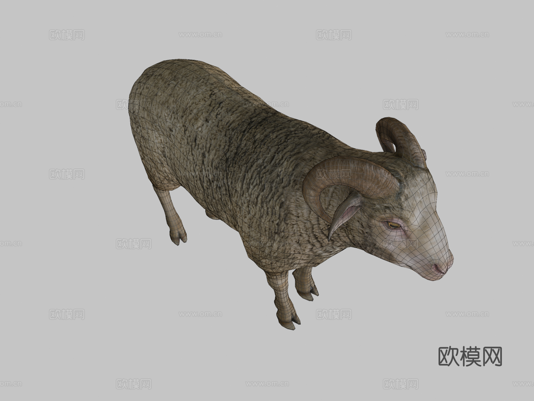 公羊动画3d模型