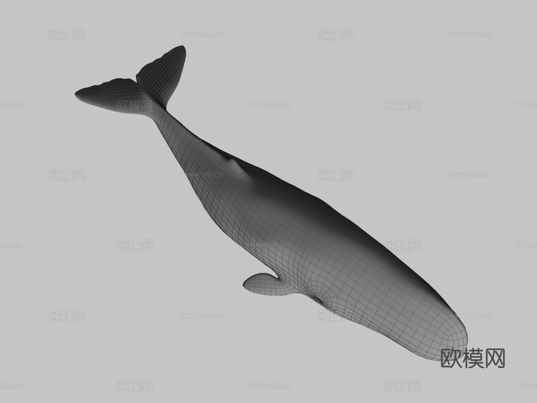 抹香鲸3d模型