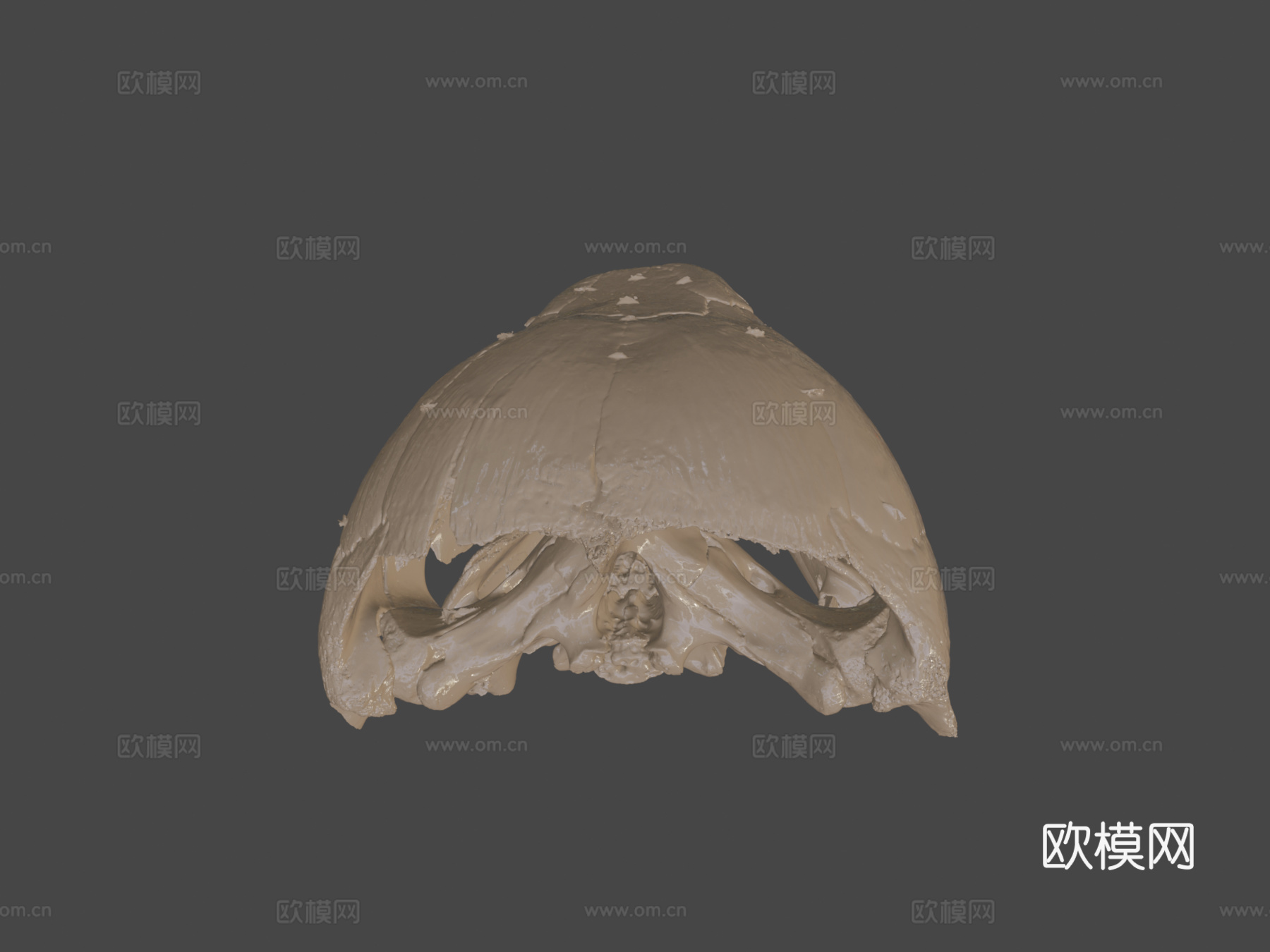 革龟头骨3d模型