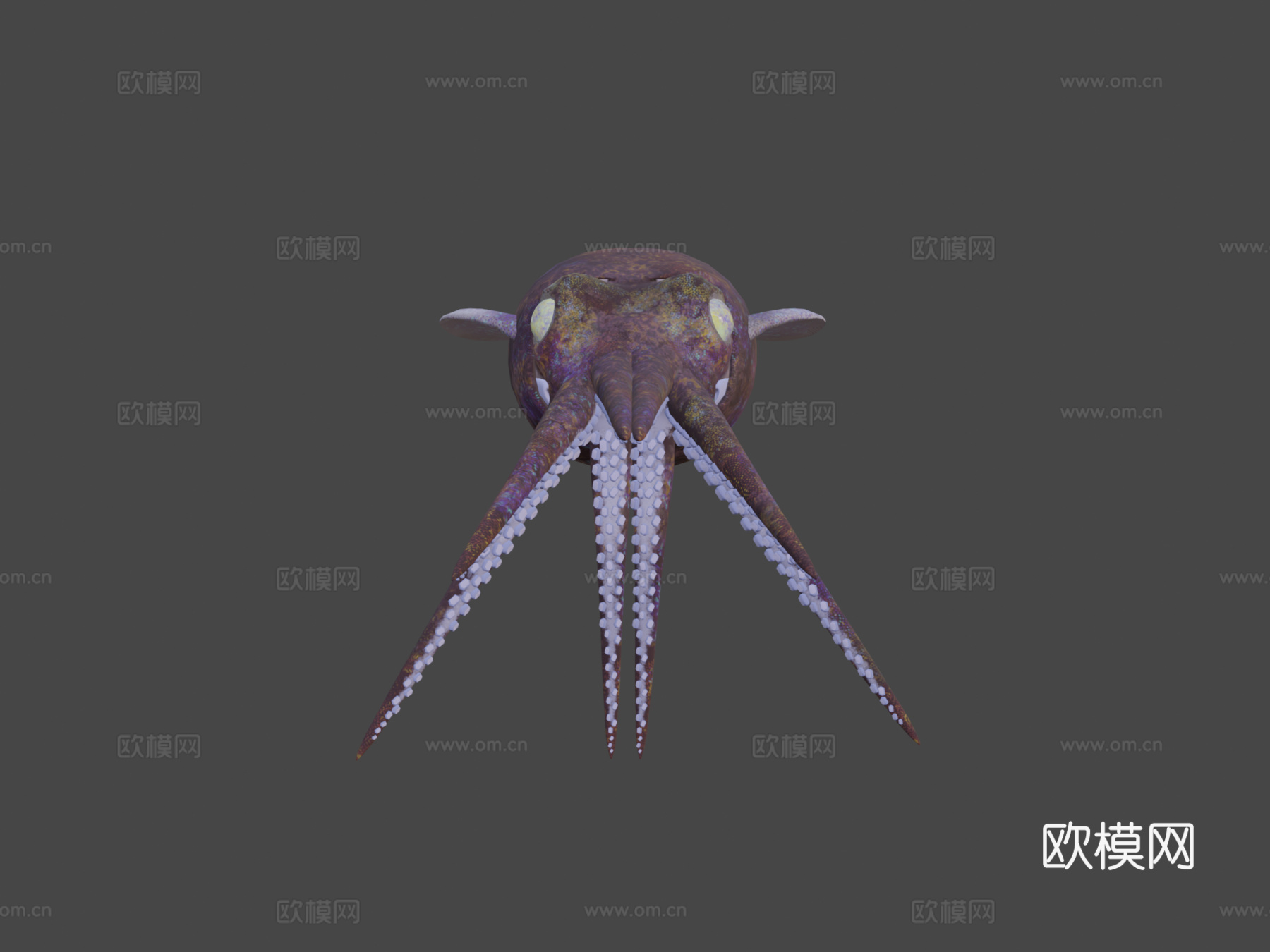 短尾鱿鱼3d模型