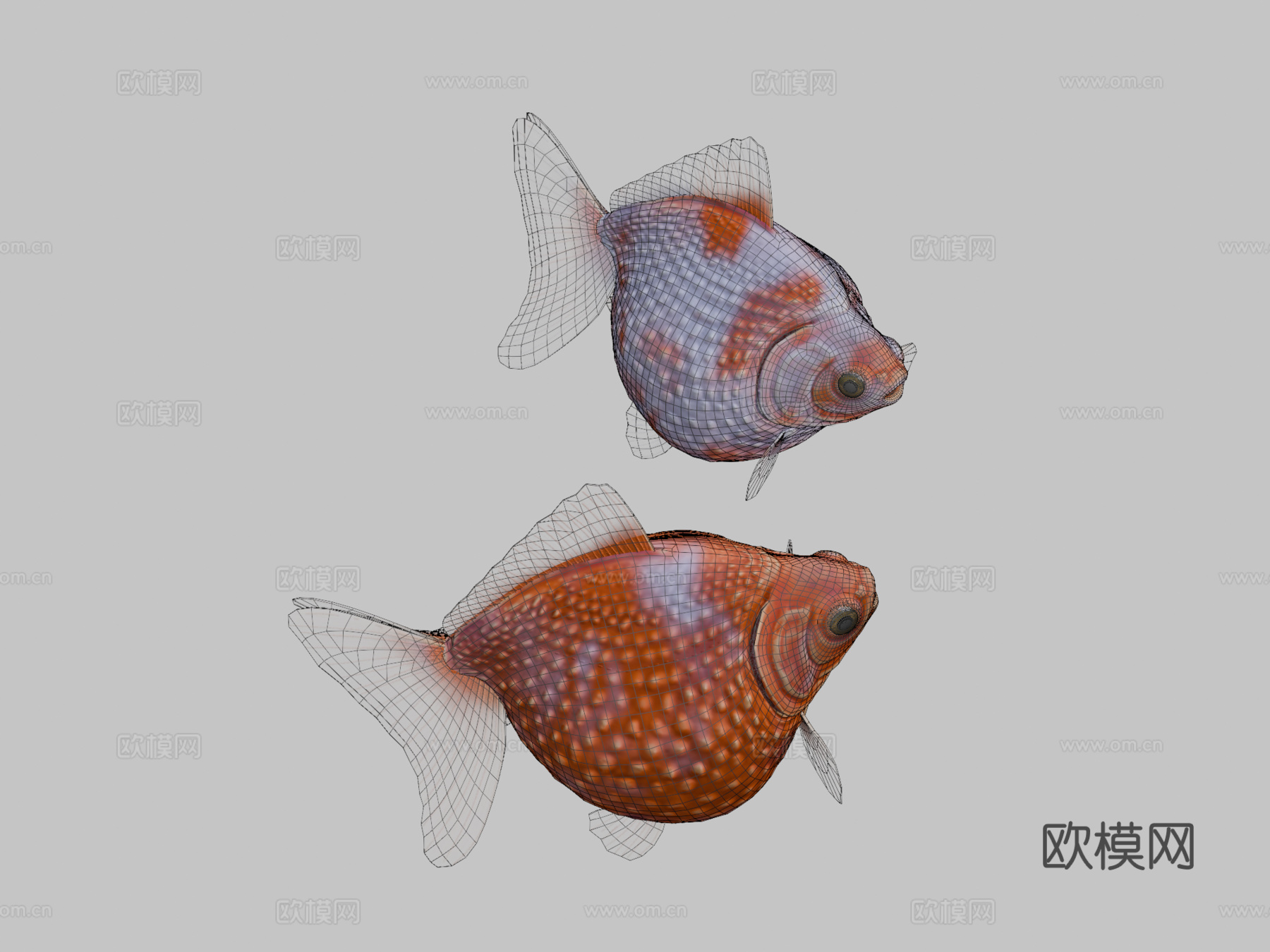 珍珠鳞金鱼3d模型