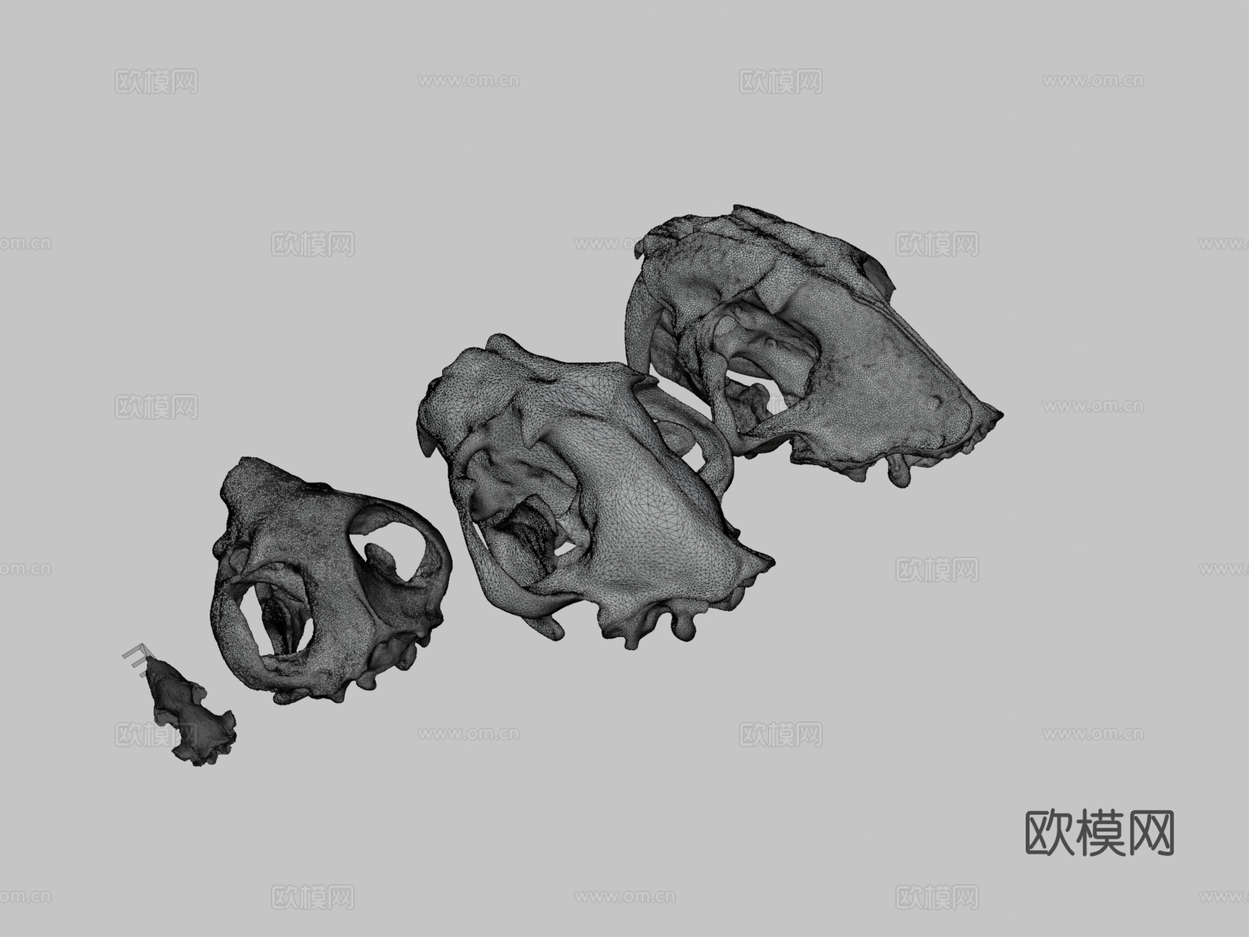 多种犬齿放大头骨3d模型