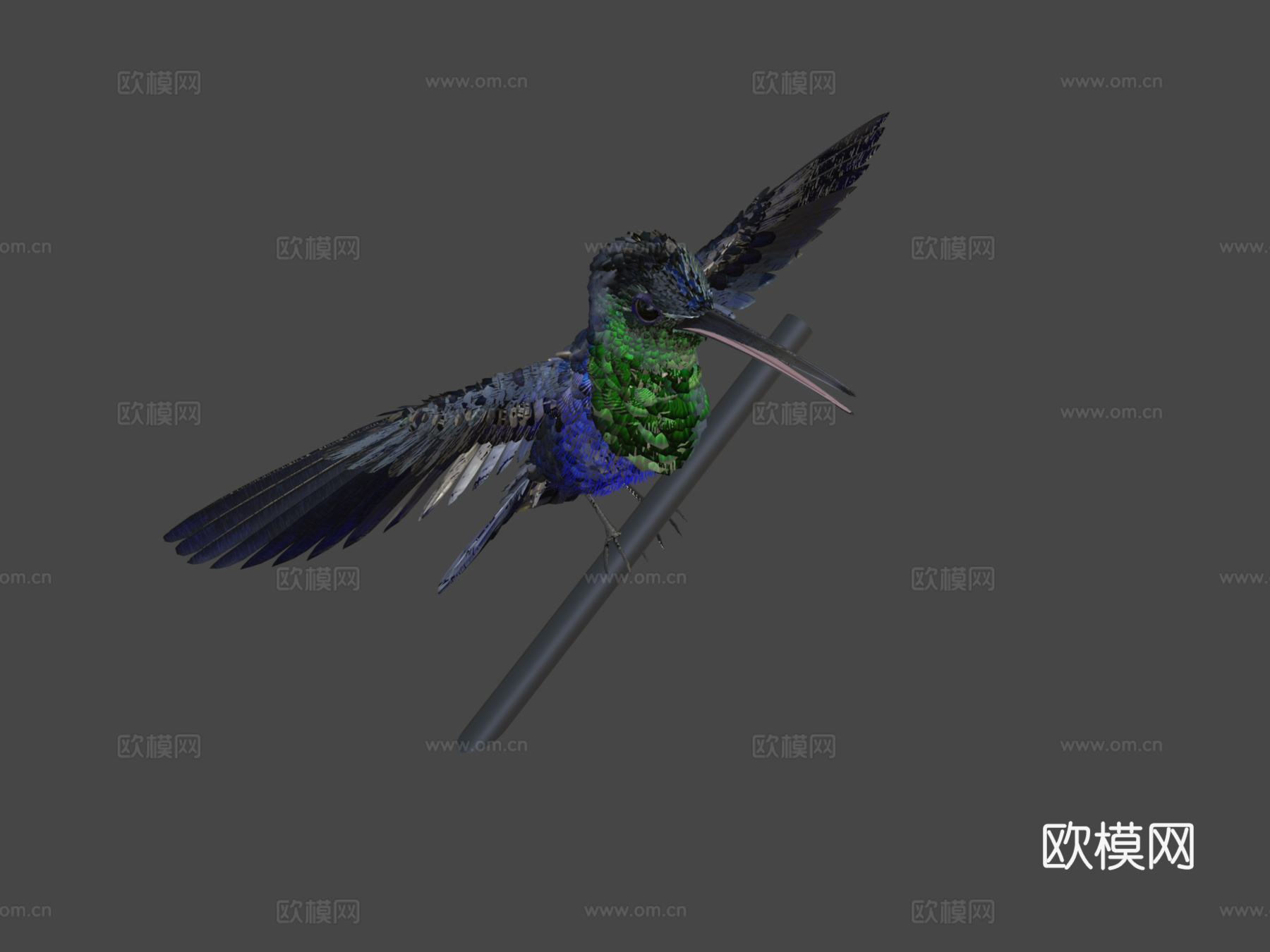 蜂鸟-冠林莺3d模型