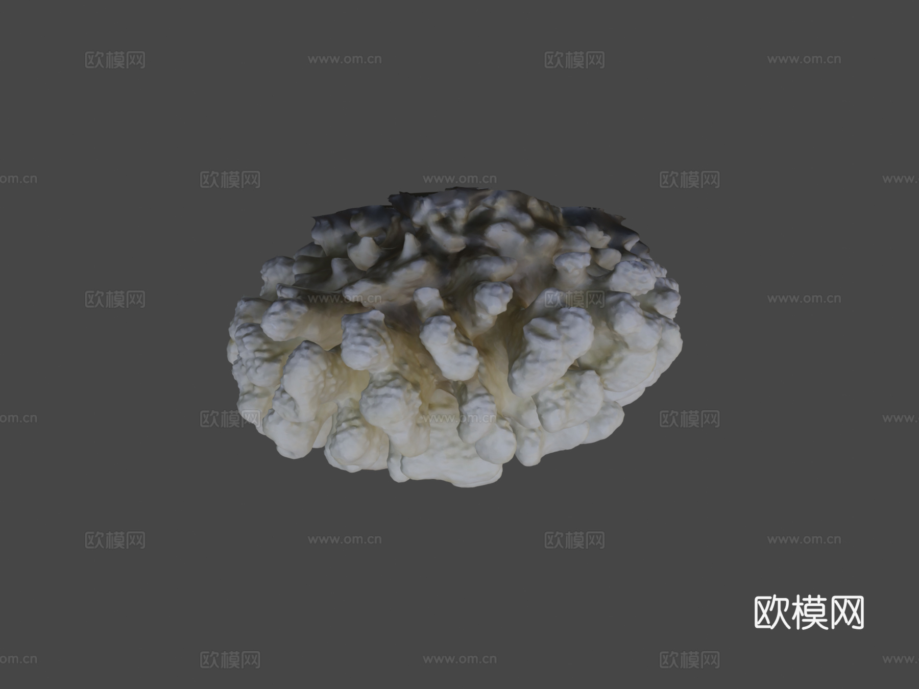 疣状杯形珊瑚3d模型