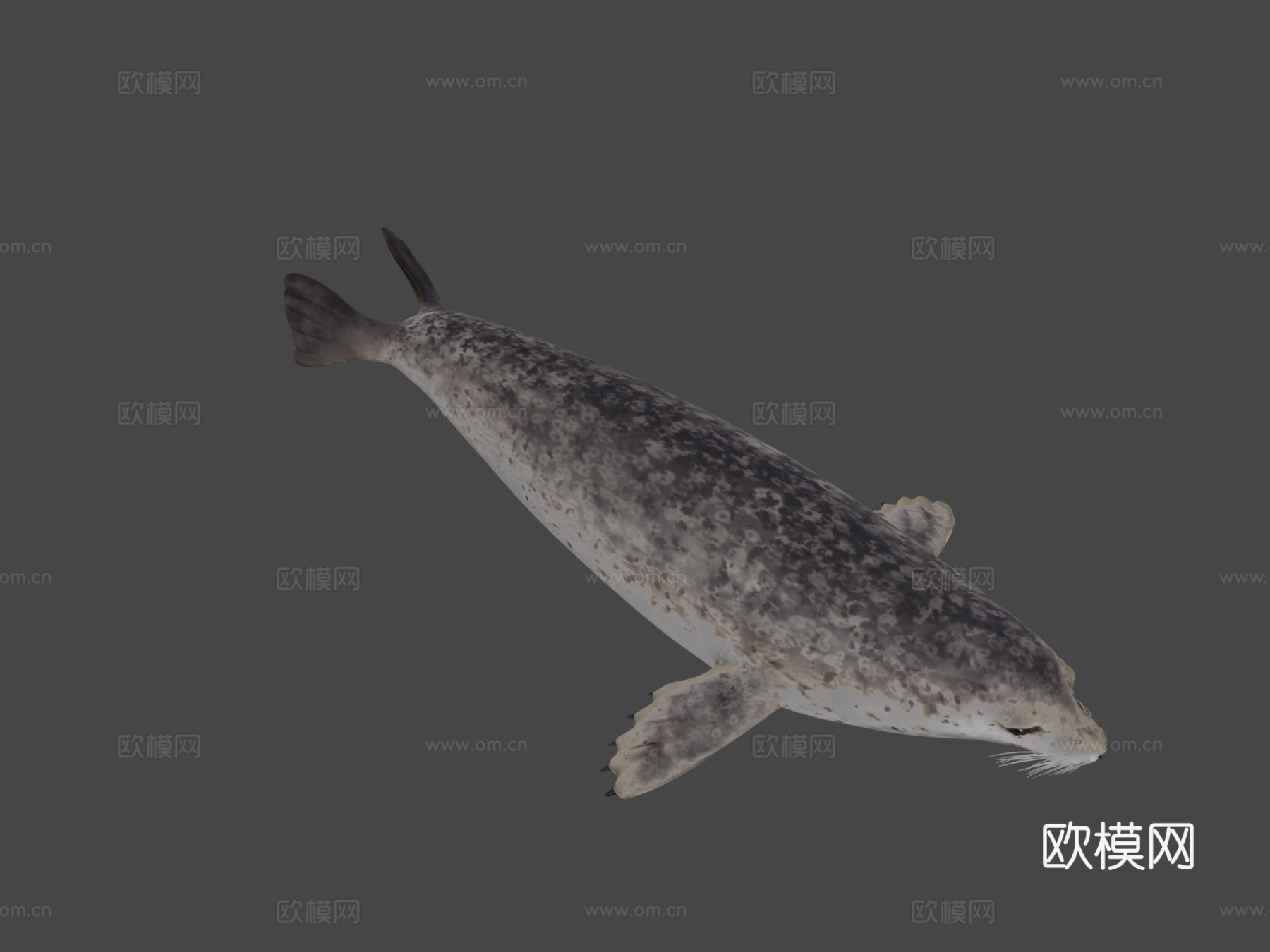 港海豹(斑海豹)3d模型