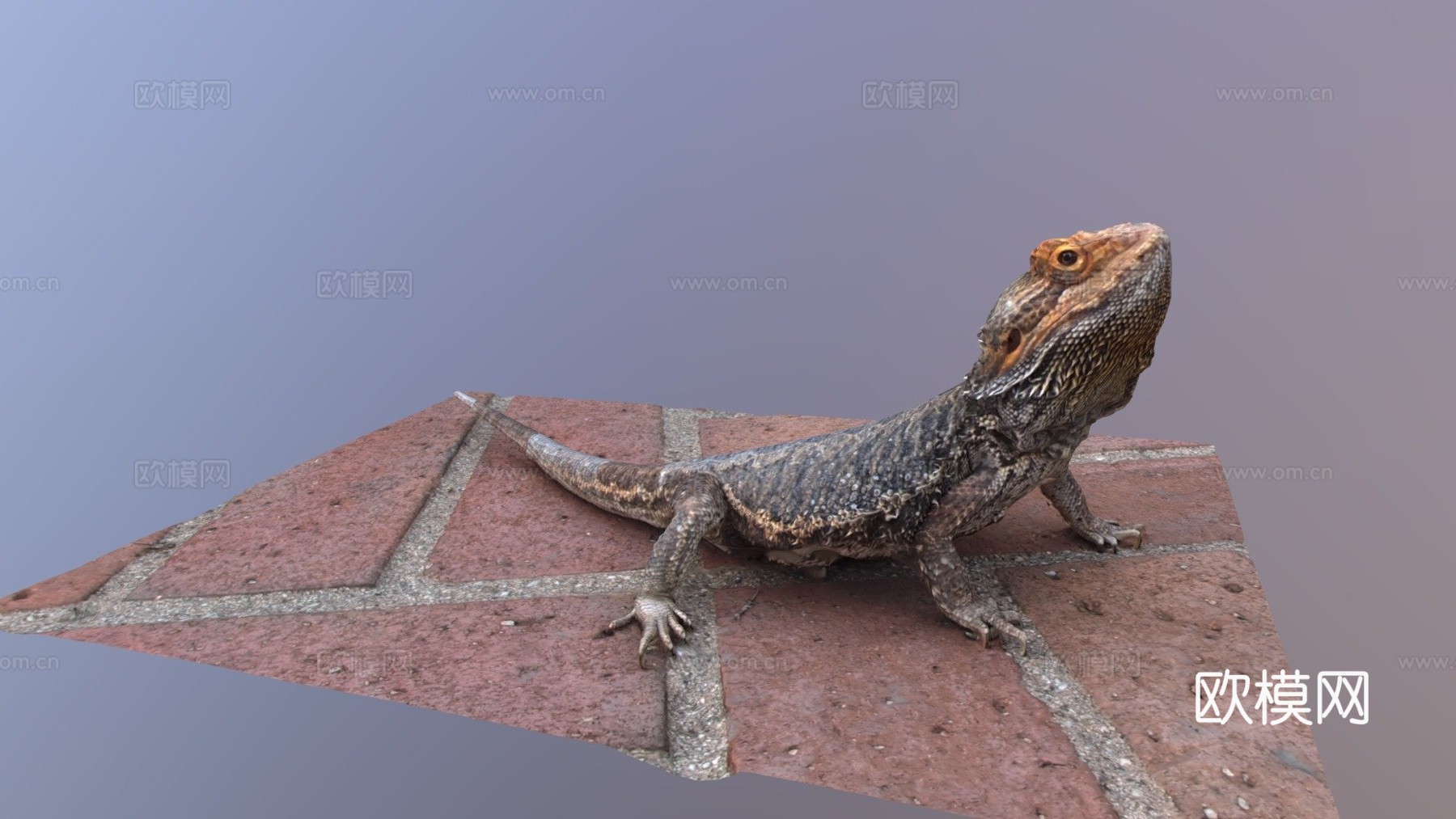 鬃狮蜥3d模型