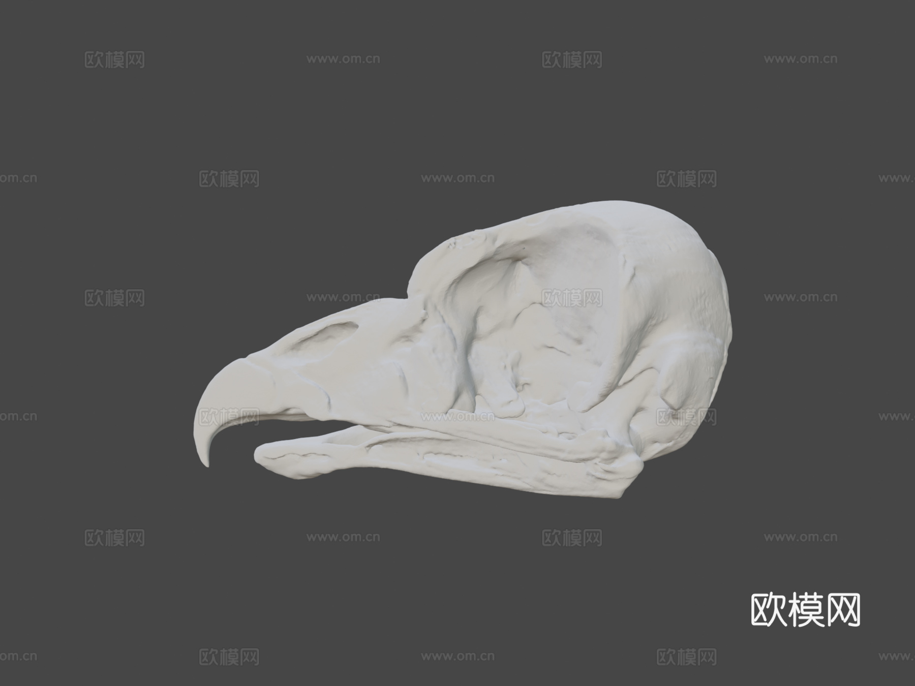 王秃鹫头骨3d模型