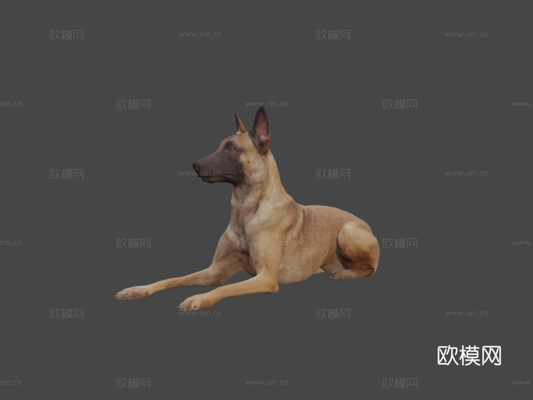 比利时玛利诺犬3d模型