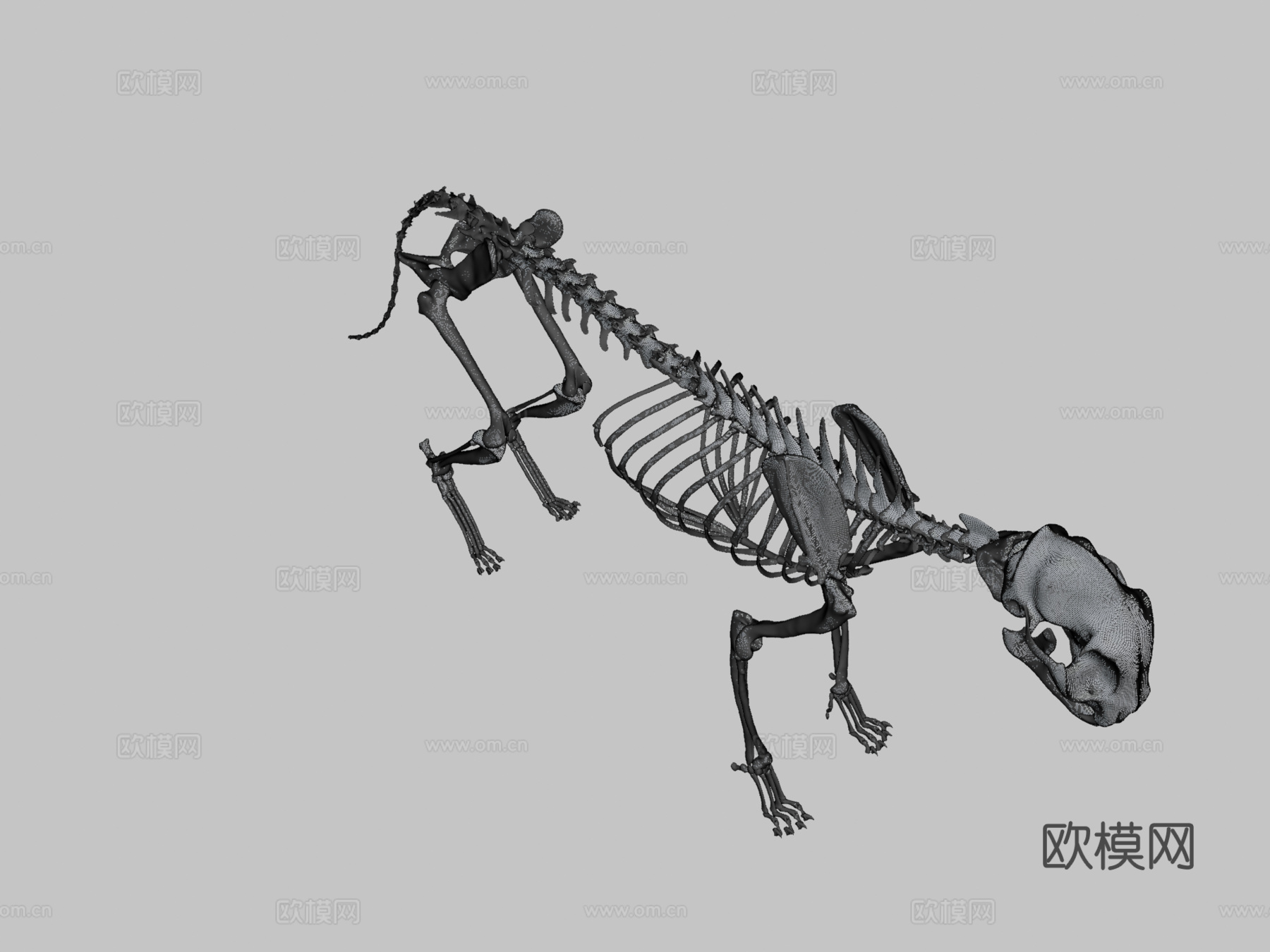 猫骨架3D模型3d模型