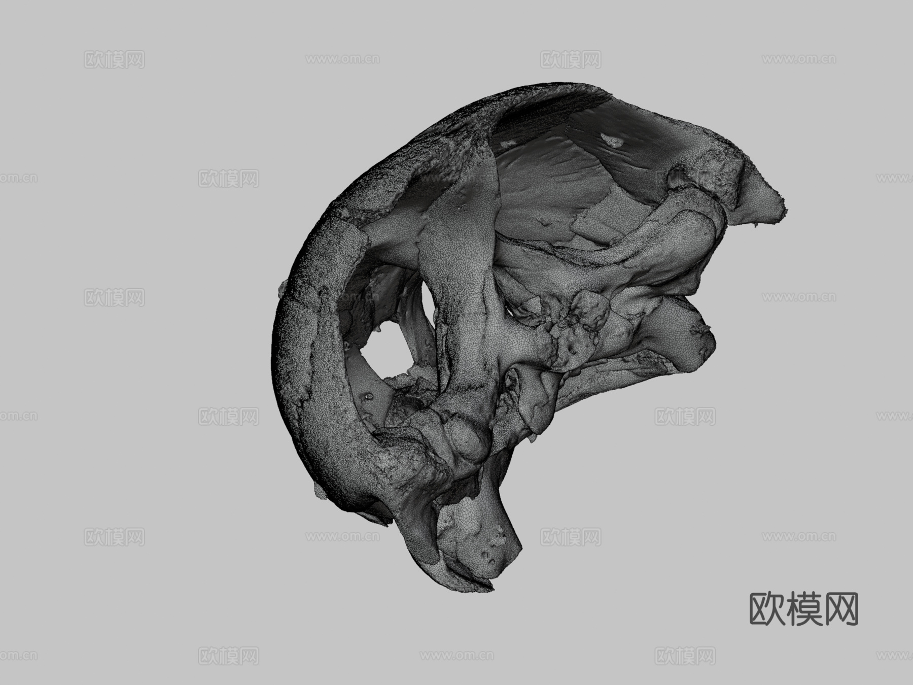 革龟头骨3d模型