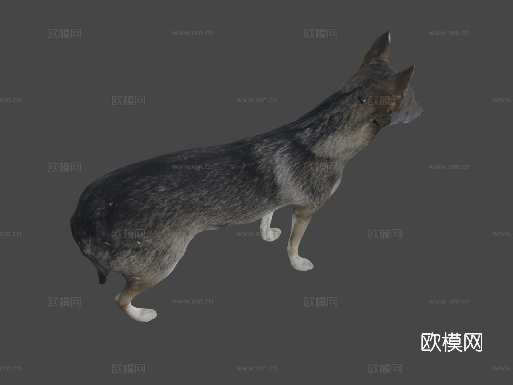 狼与豺杂交种-狼豺混血3d模型
