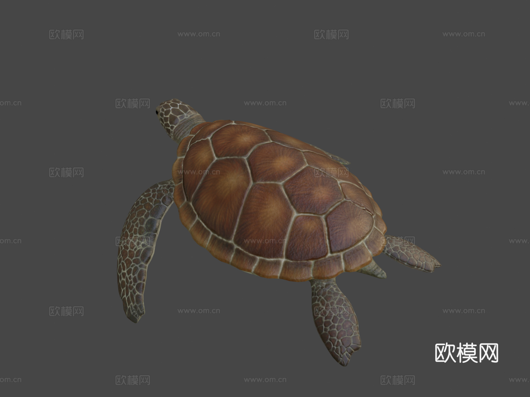 海龟低多边形3d模型