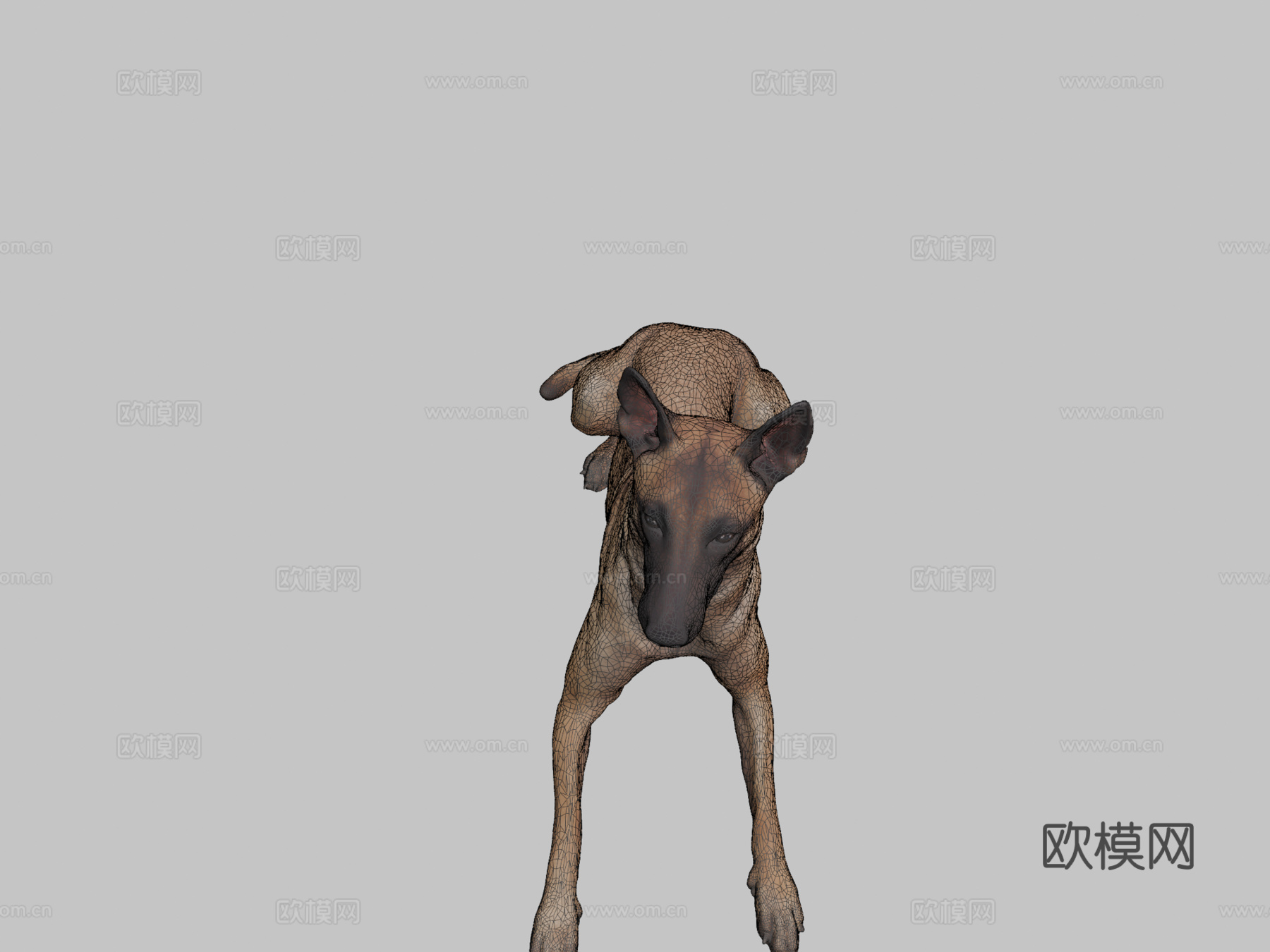 比利时玛利诺犬3d模型