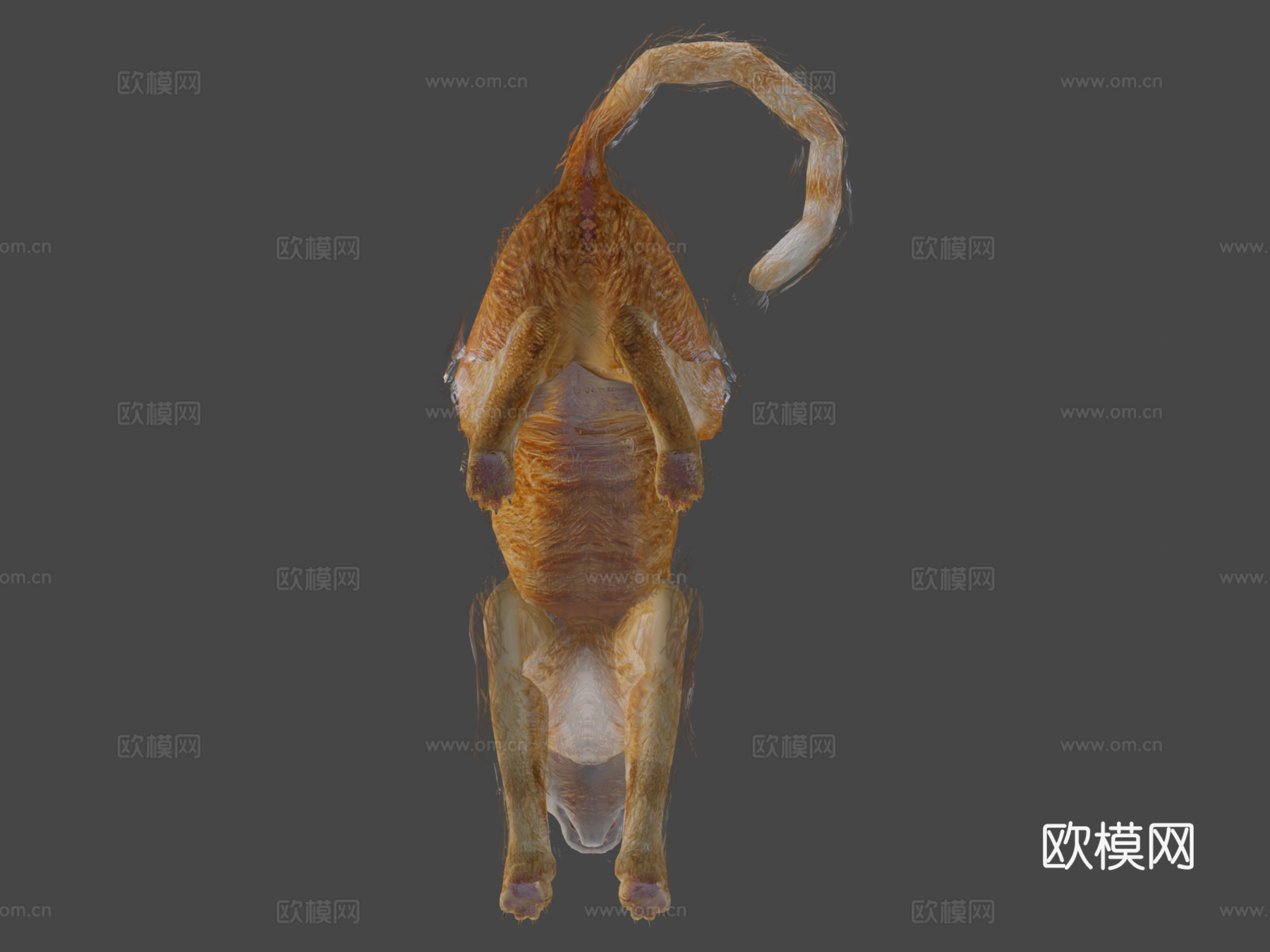 橙色动画猫3d模型