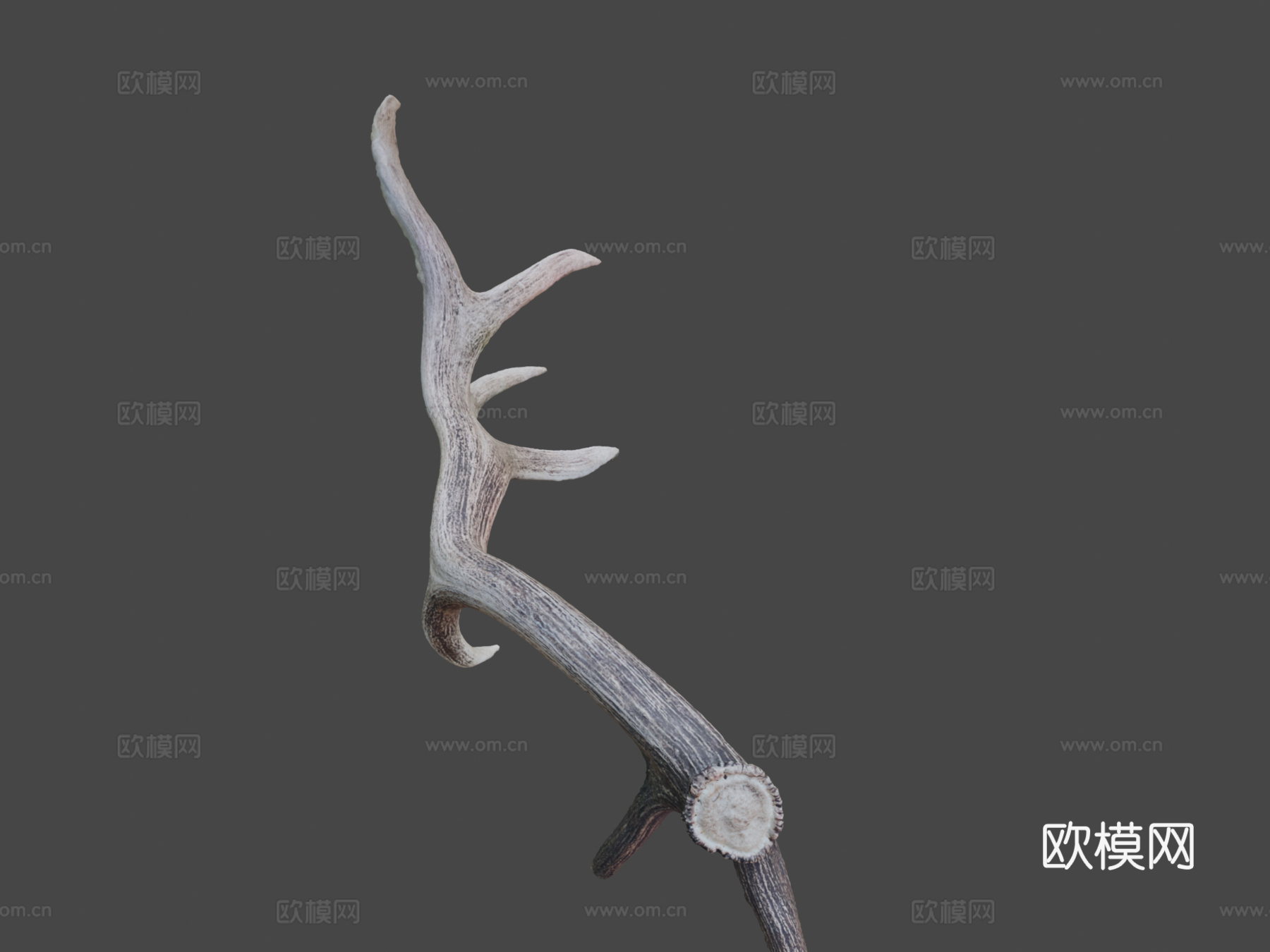 第235天-巨大麋鹿角-每日一扫描3d模型
