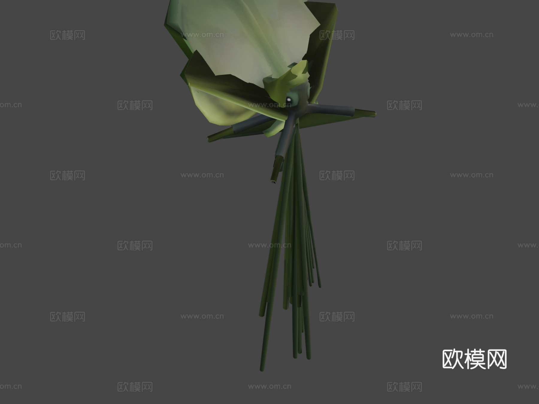 大鳍鱿鱼3d模型