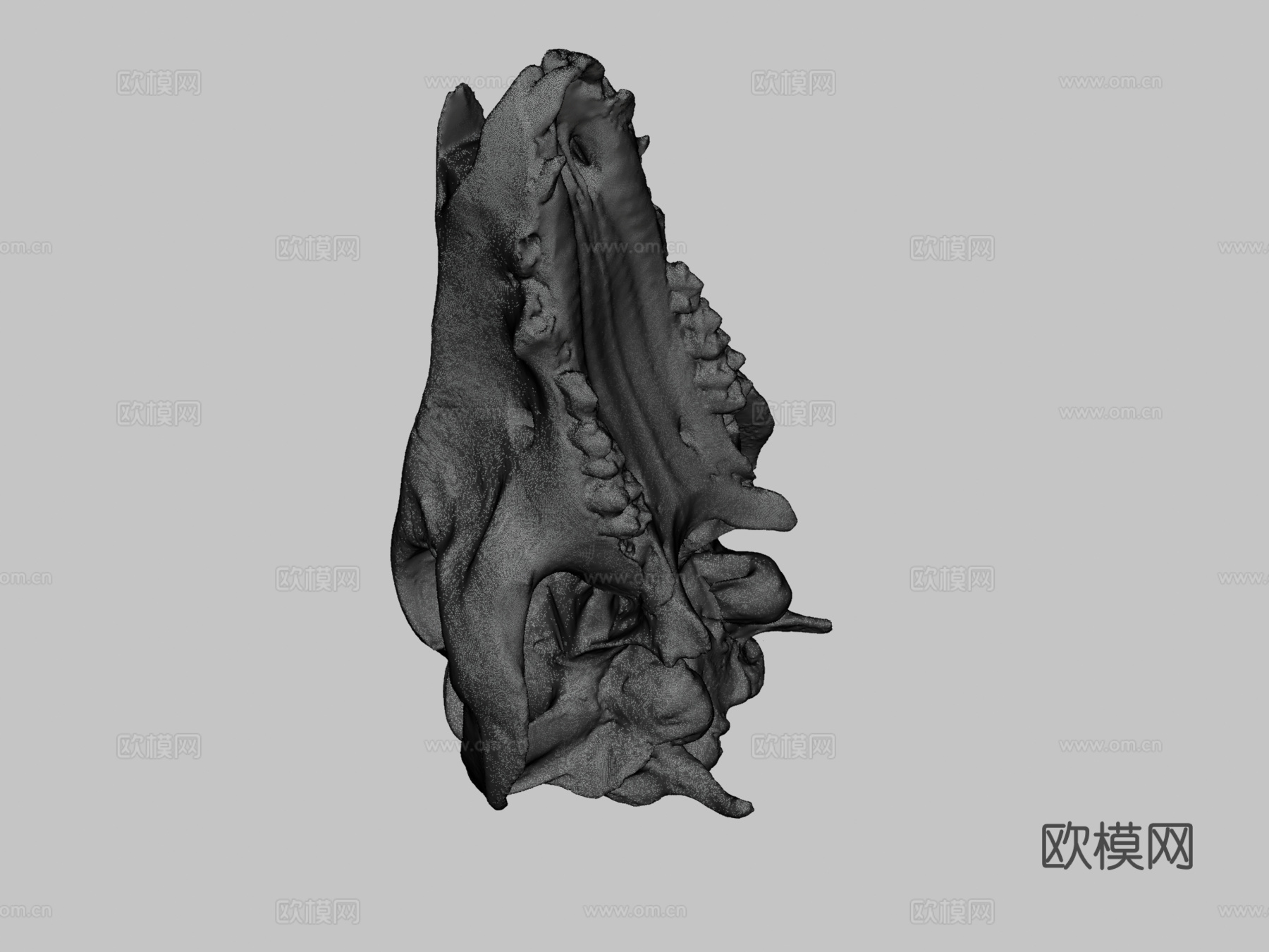 猪头骨3d模型