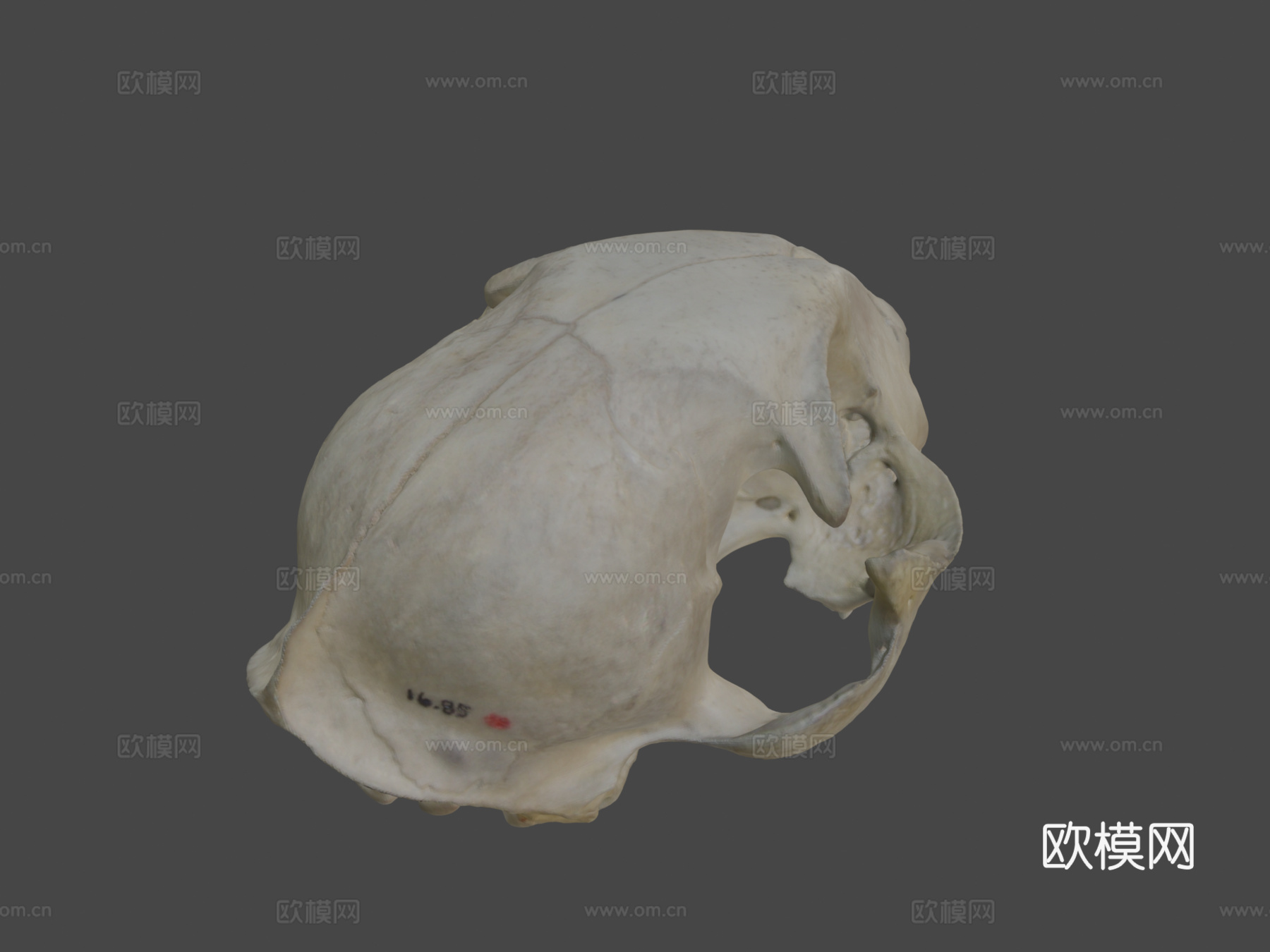 山猫头骨3d模型