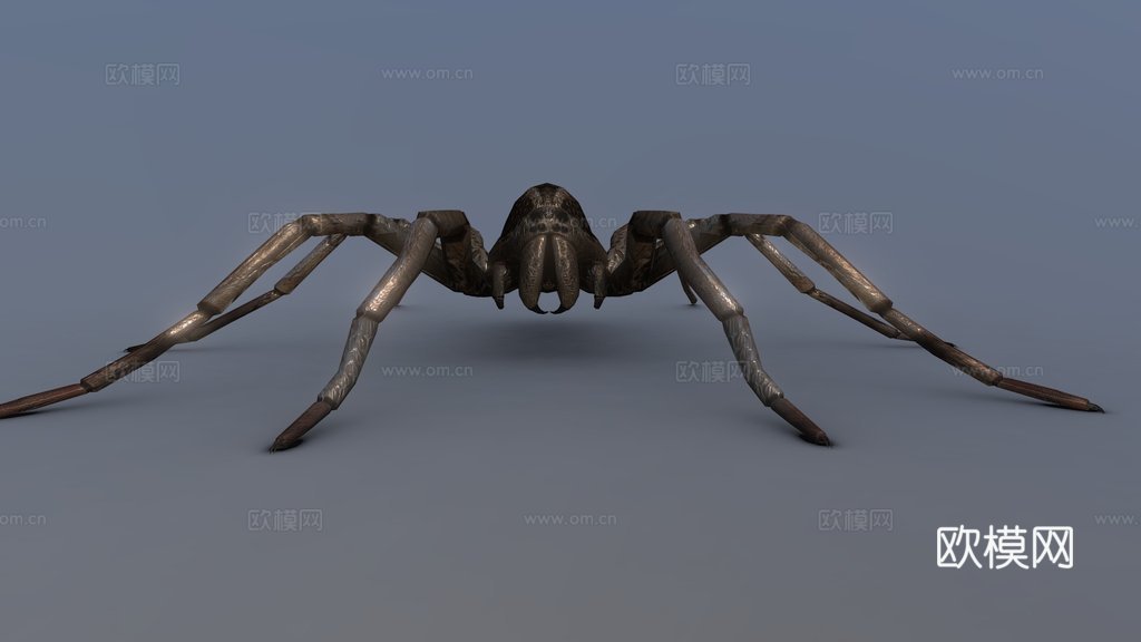 卡罗莱纳狼蛛3d模型