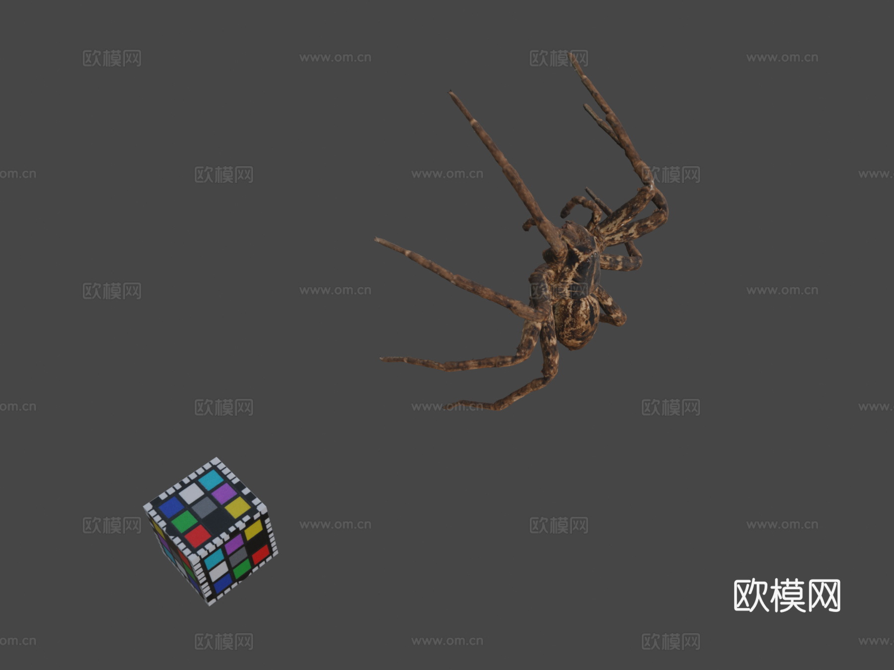 CC0菊斑跑蛛?️钓鱼蜘蛛3d模型