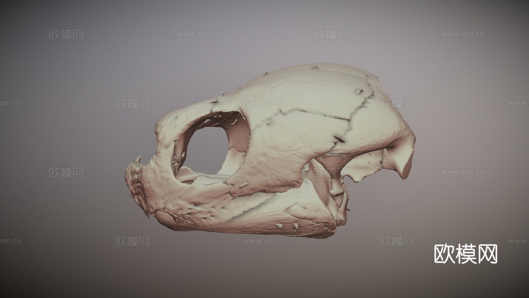 革龟头骨3d模型