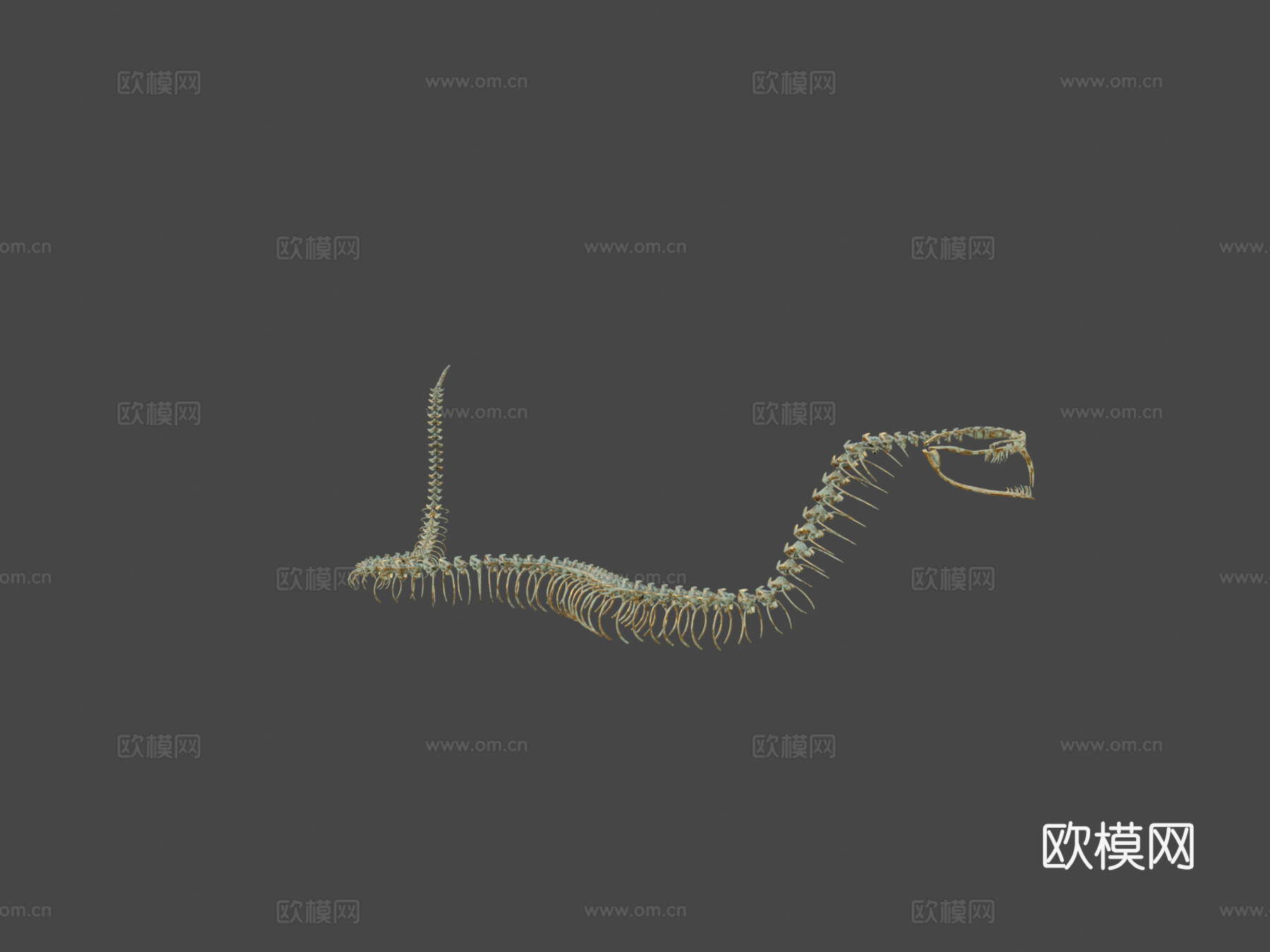 眼镜蛇骨架守卫3d模型