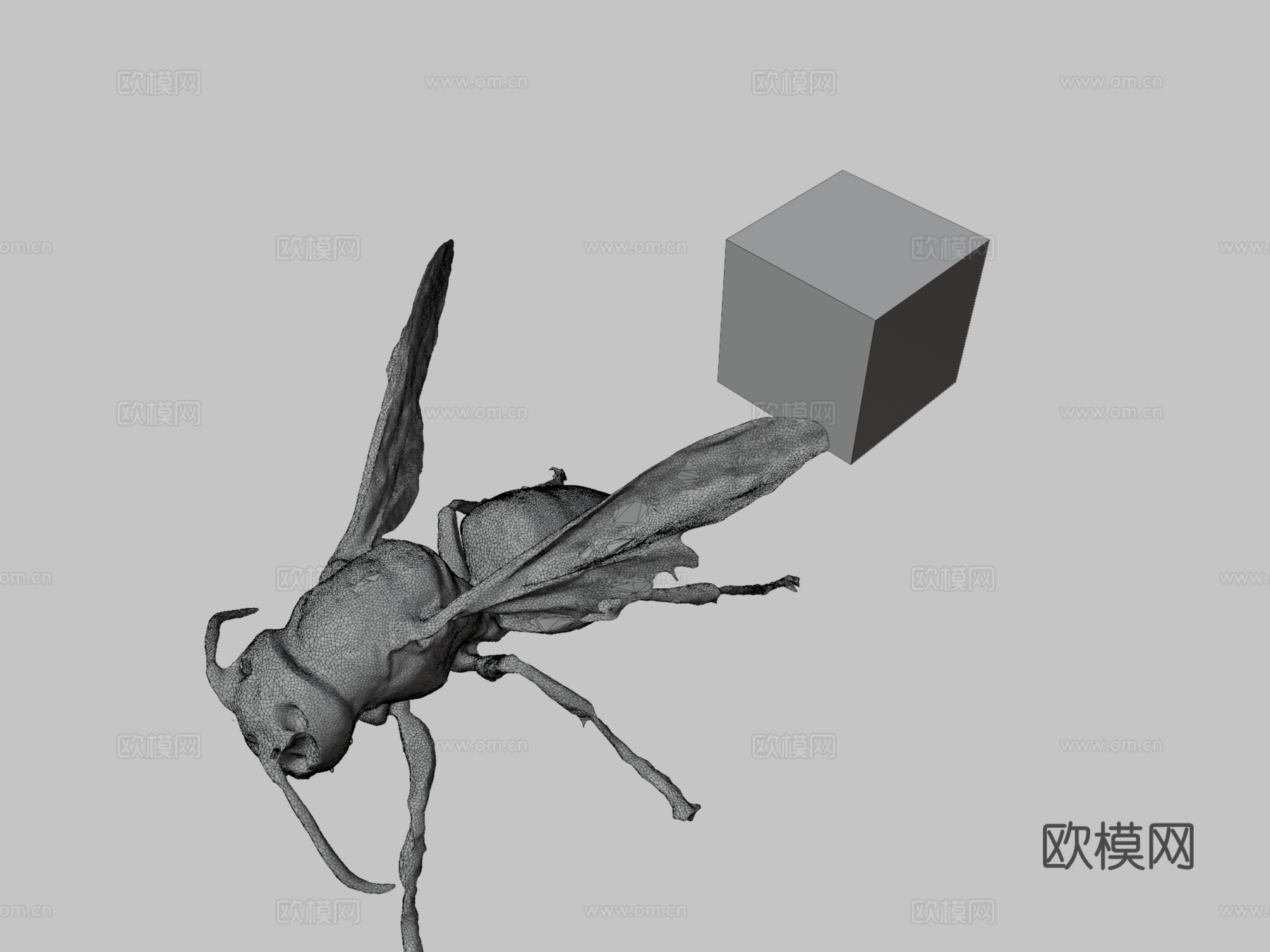 CC0欧洲大黄蜂3d模型