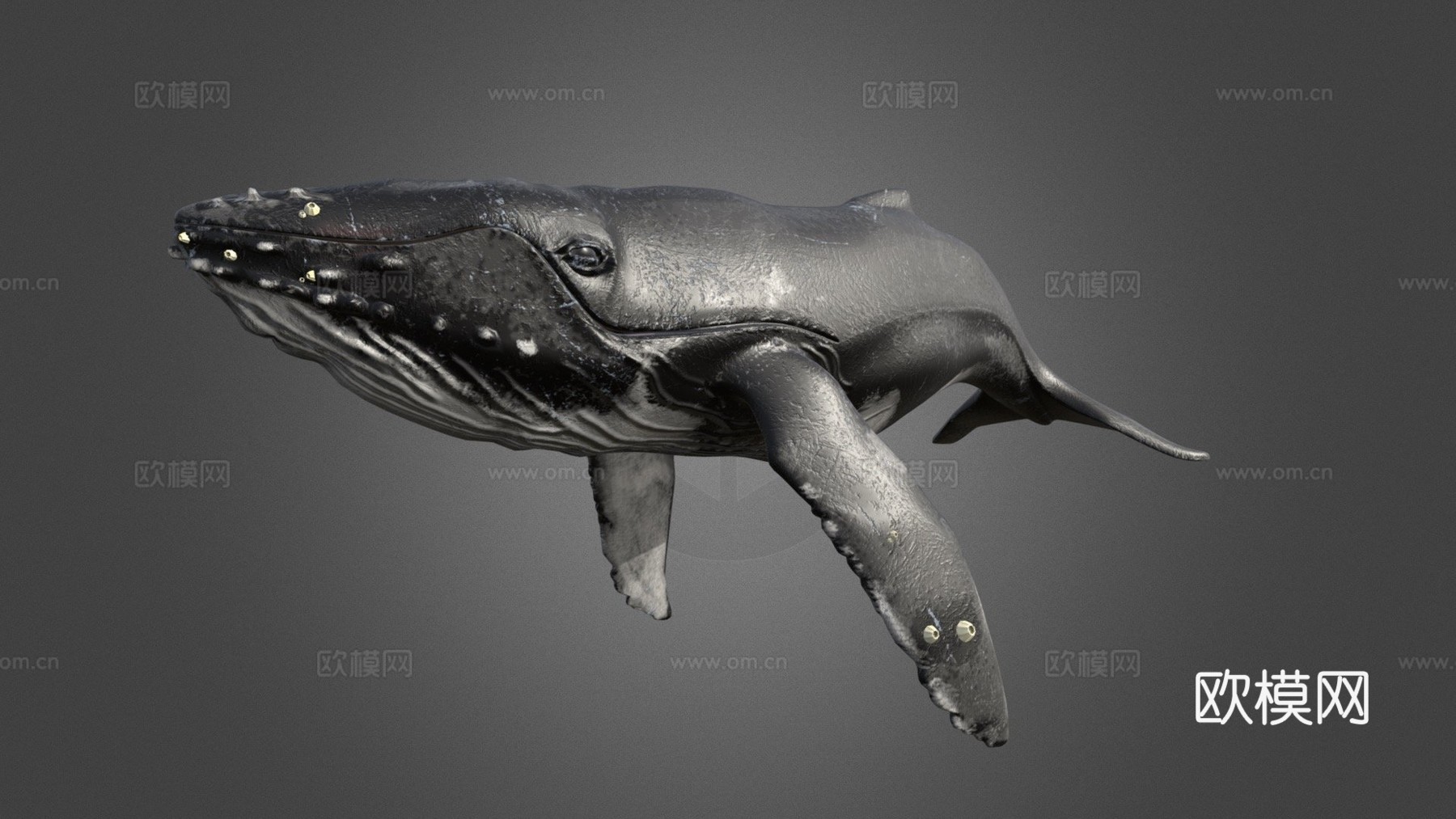高多边形座头鲸3d模型