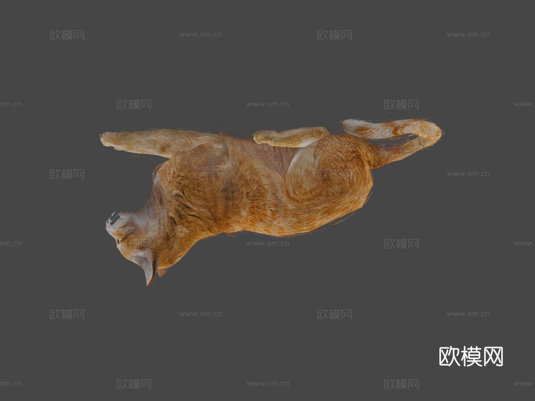 橙色动画猫3d模型