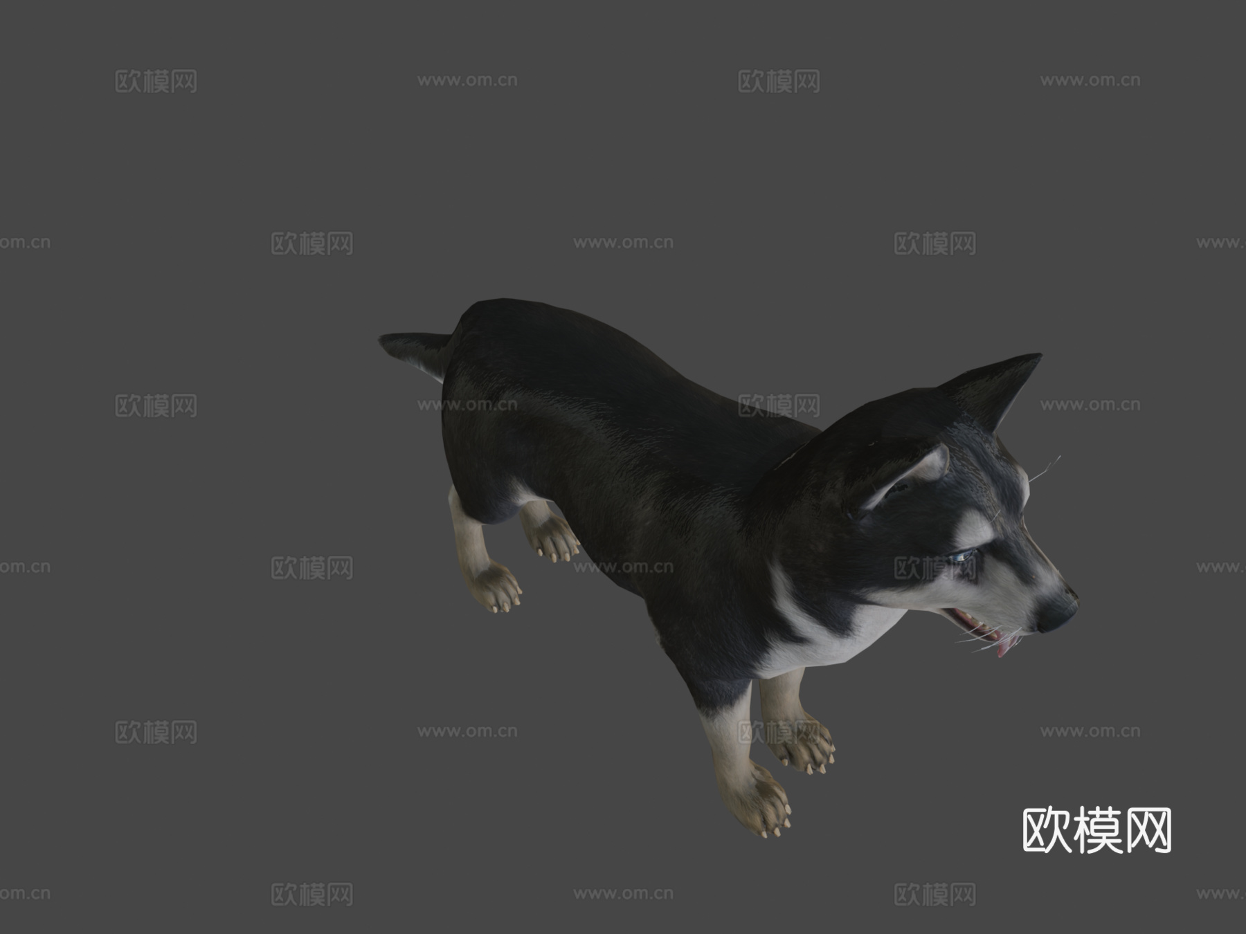 狗-哈士奇3d模型
