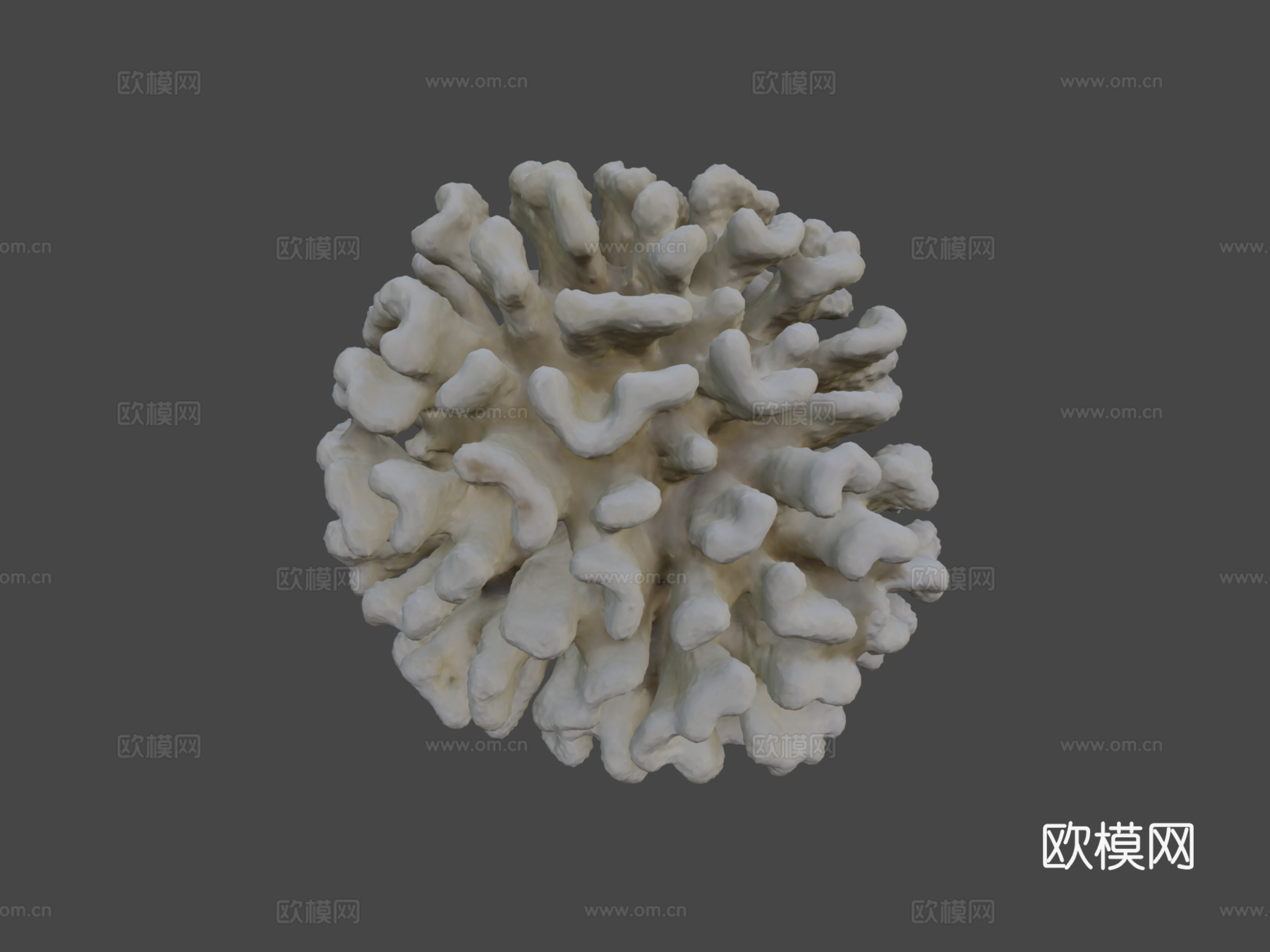 疣状杯形珊瑚3d模型