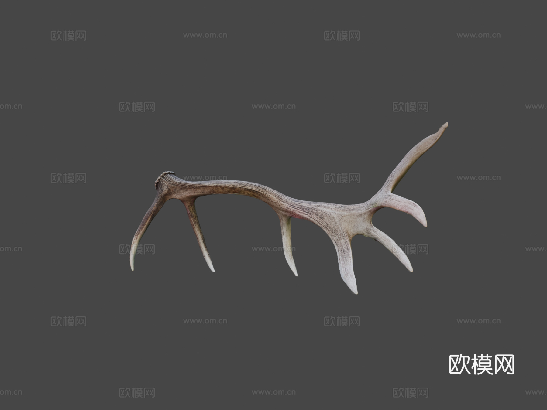 第235天-巨大麋鹿角-每日一扫描3d模型