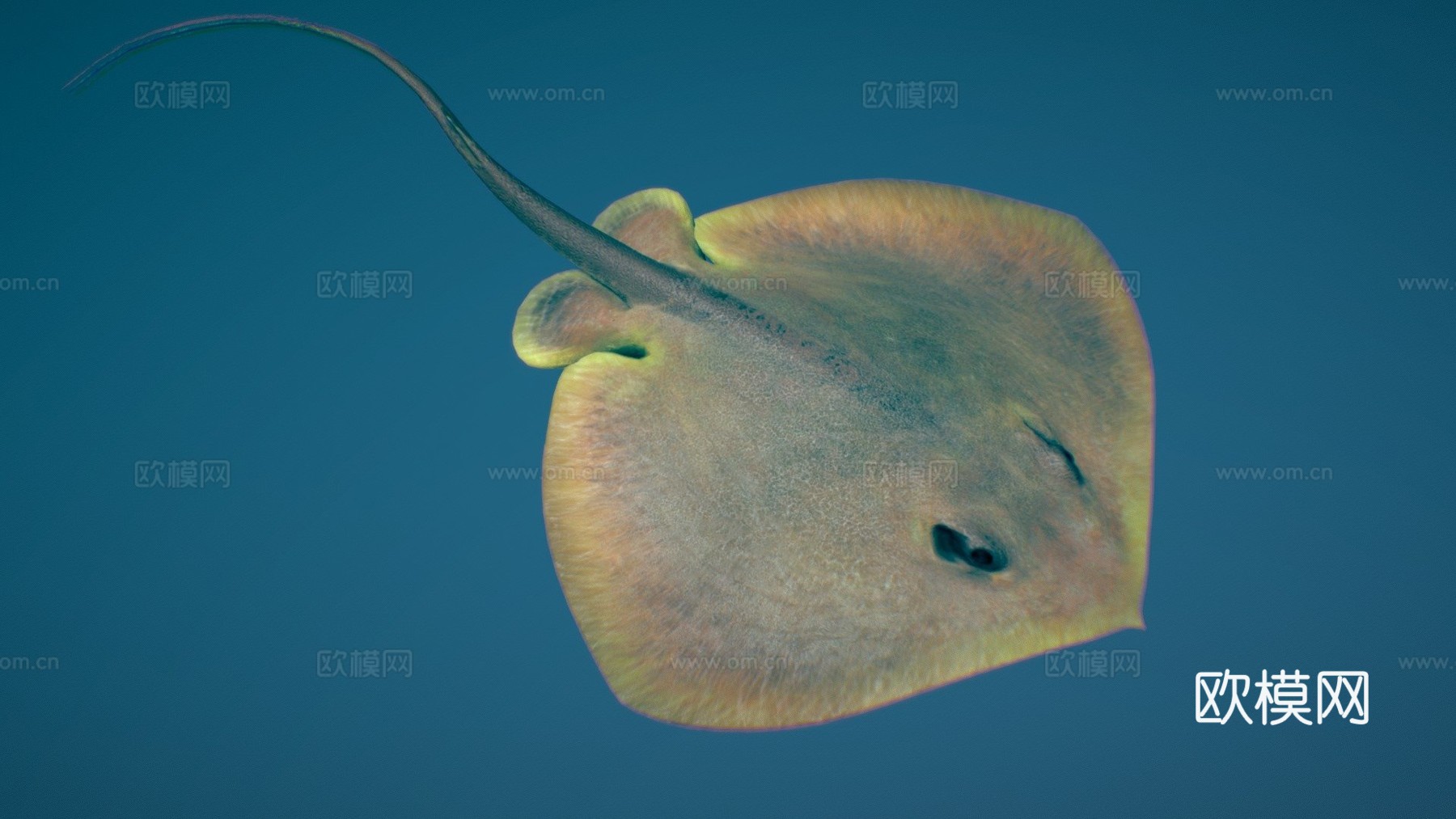 红魟鱼3d模型