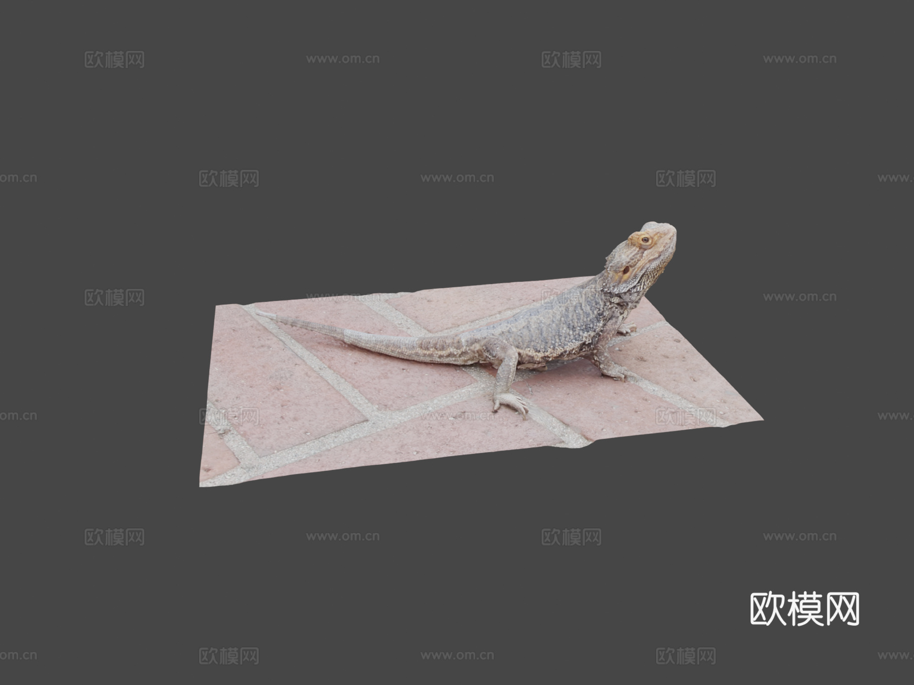 鬃狮蜥3d模型