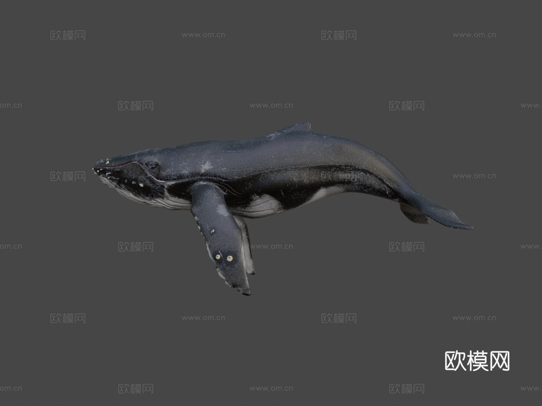 高多边形座头鲸3d模型
