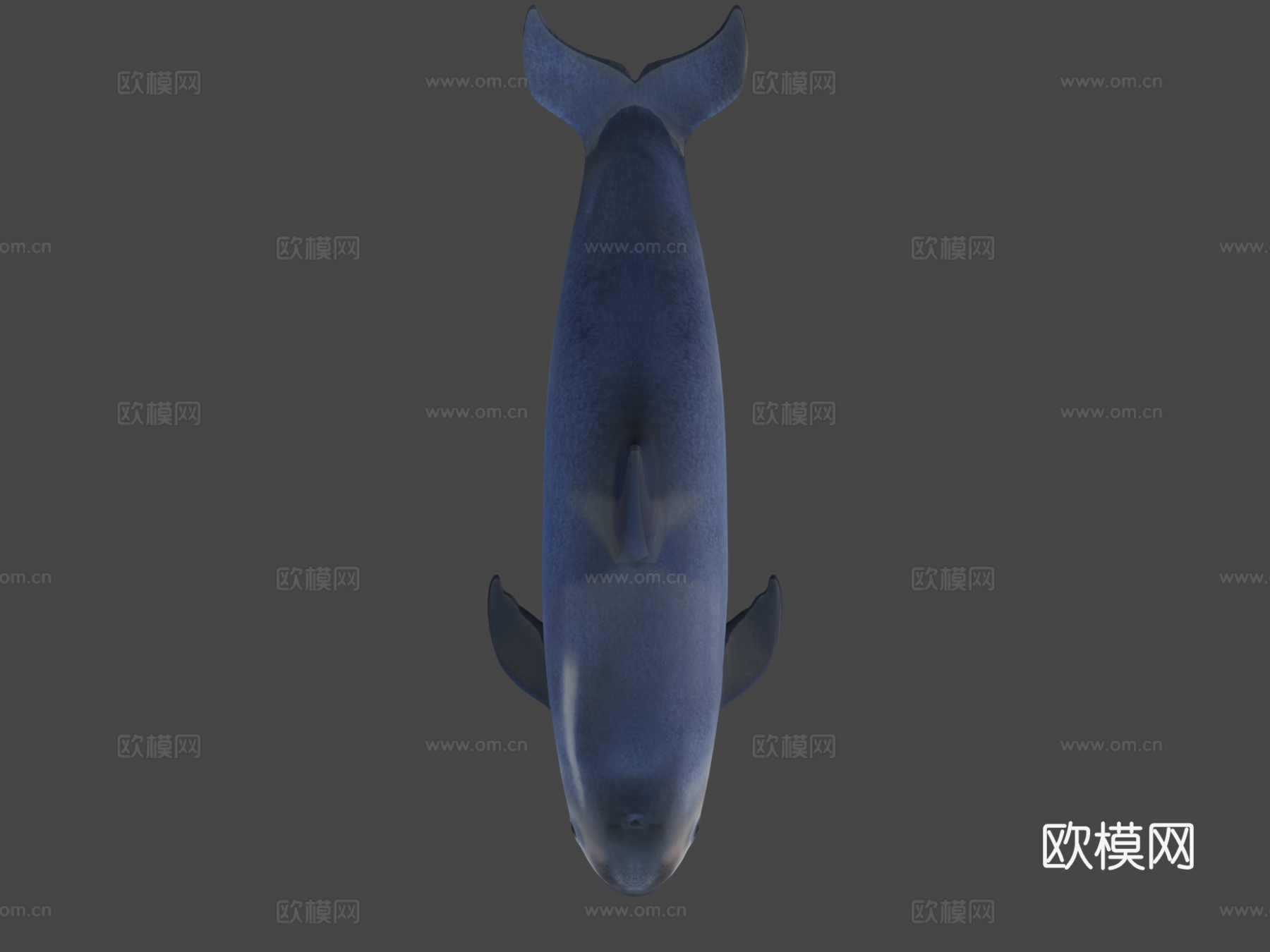 小头鼠海豚3d模型