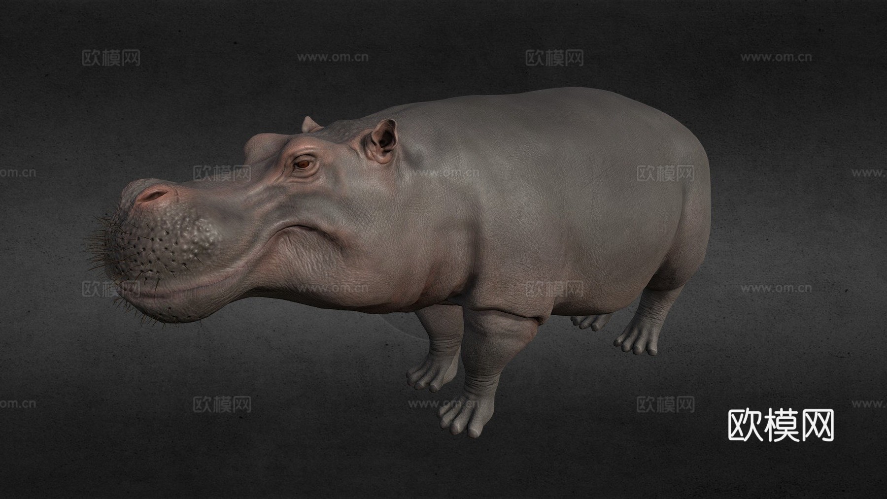 河马3d模型