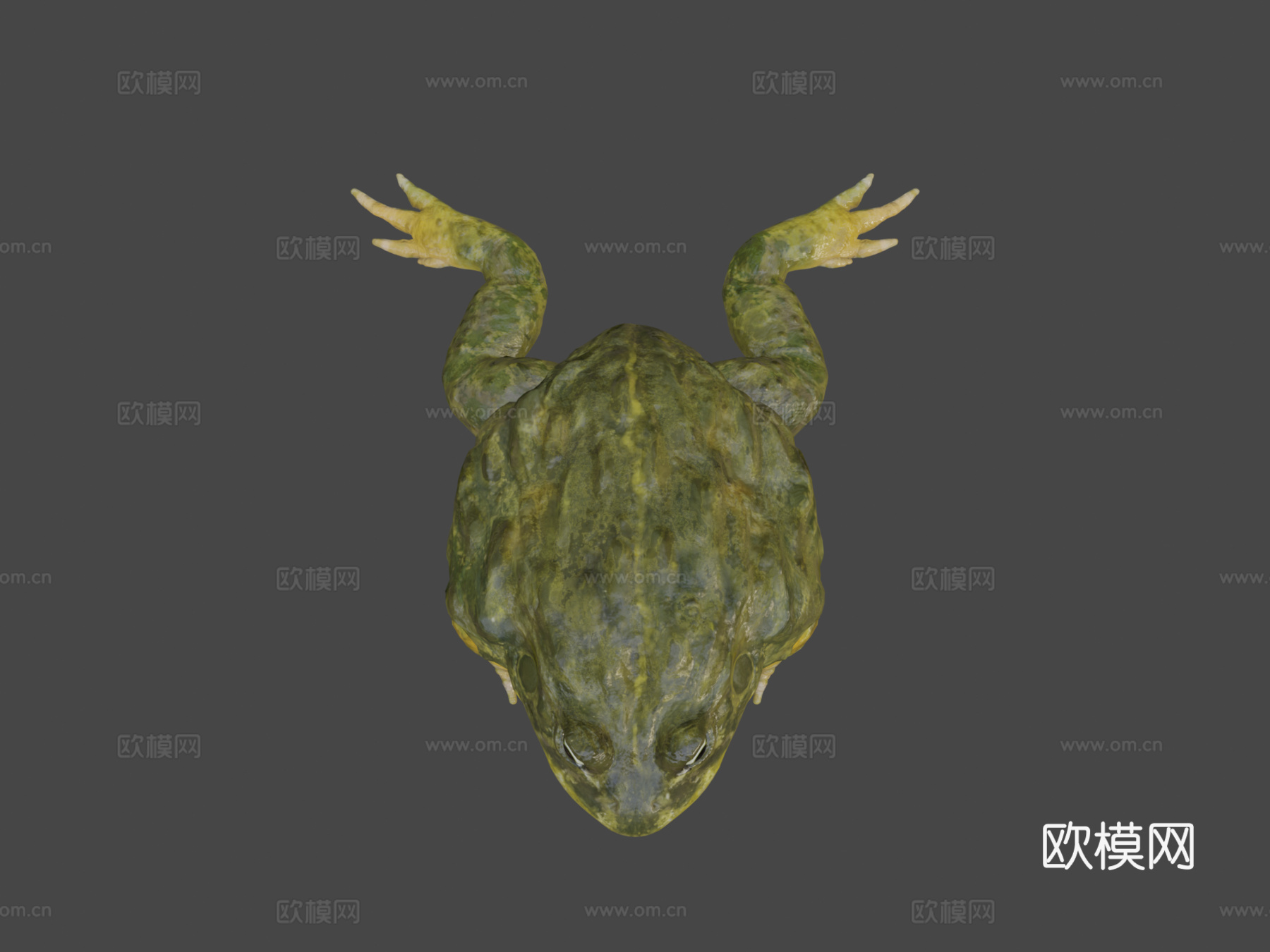 非洲牛蛙3d模型
