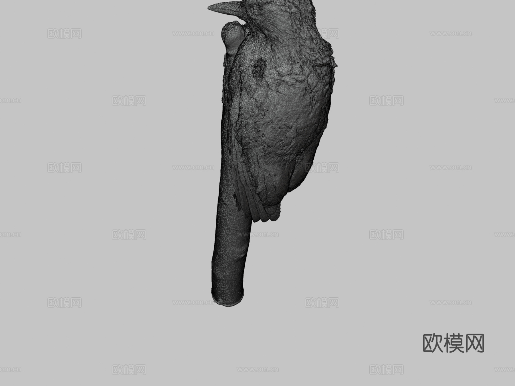 红腹啄木鸟3d模型
