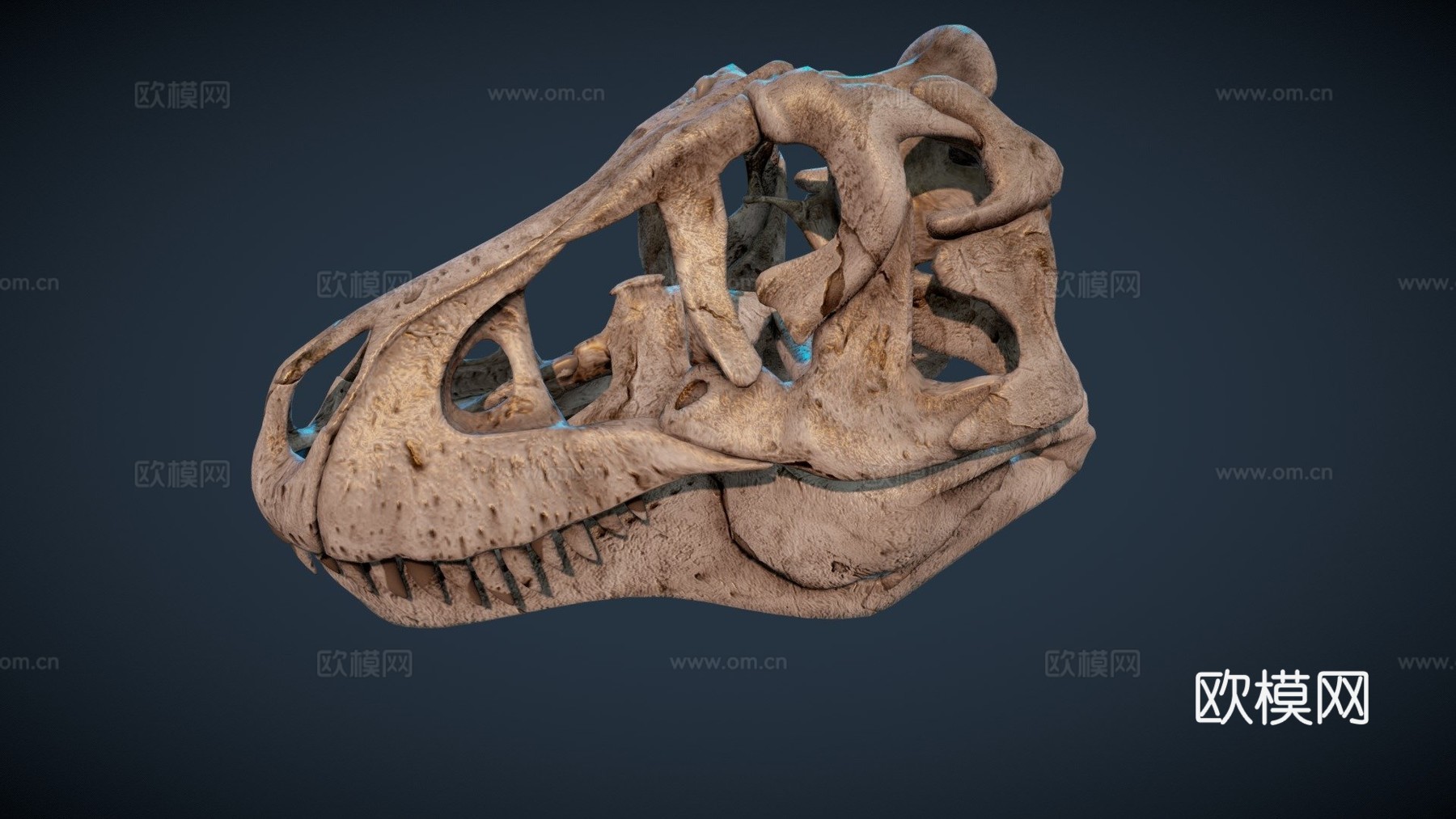 又一个霸王龙头骨3d模型