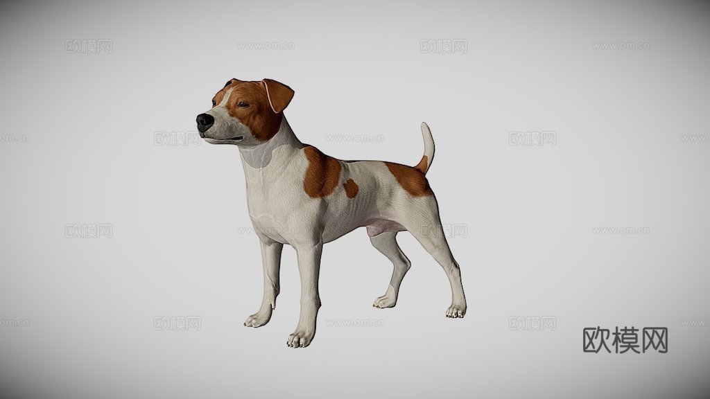 杰克罗素梗3d模型