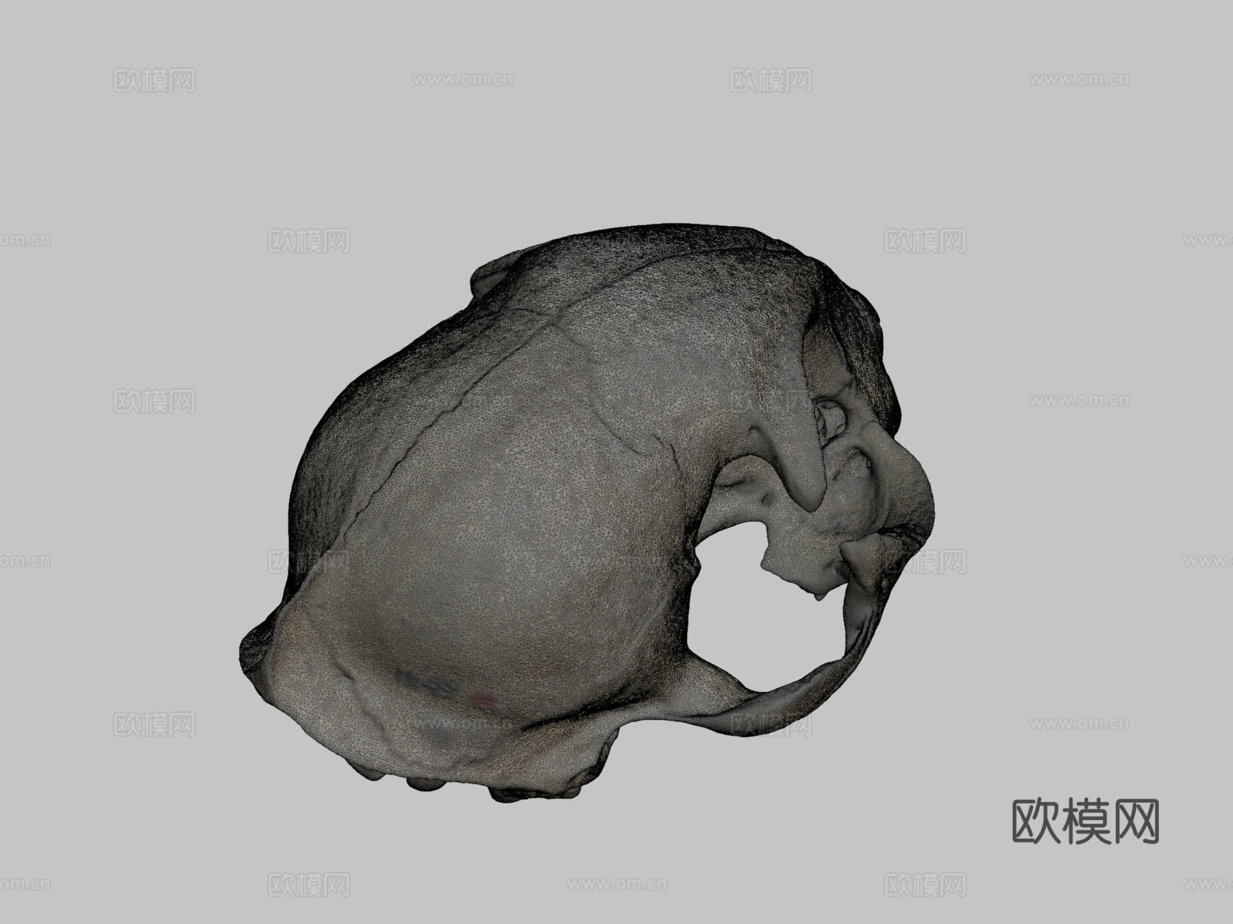 山猫头骨3d模型